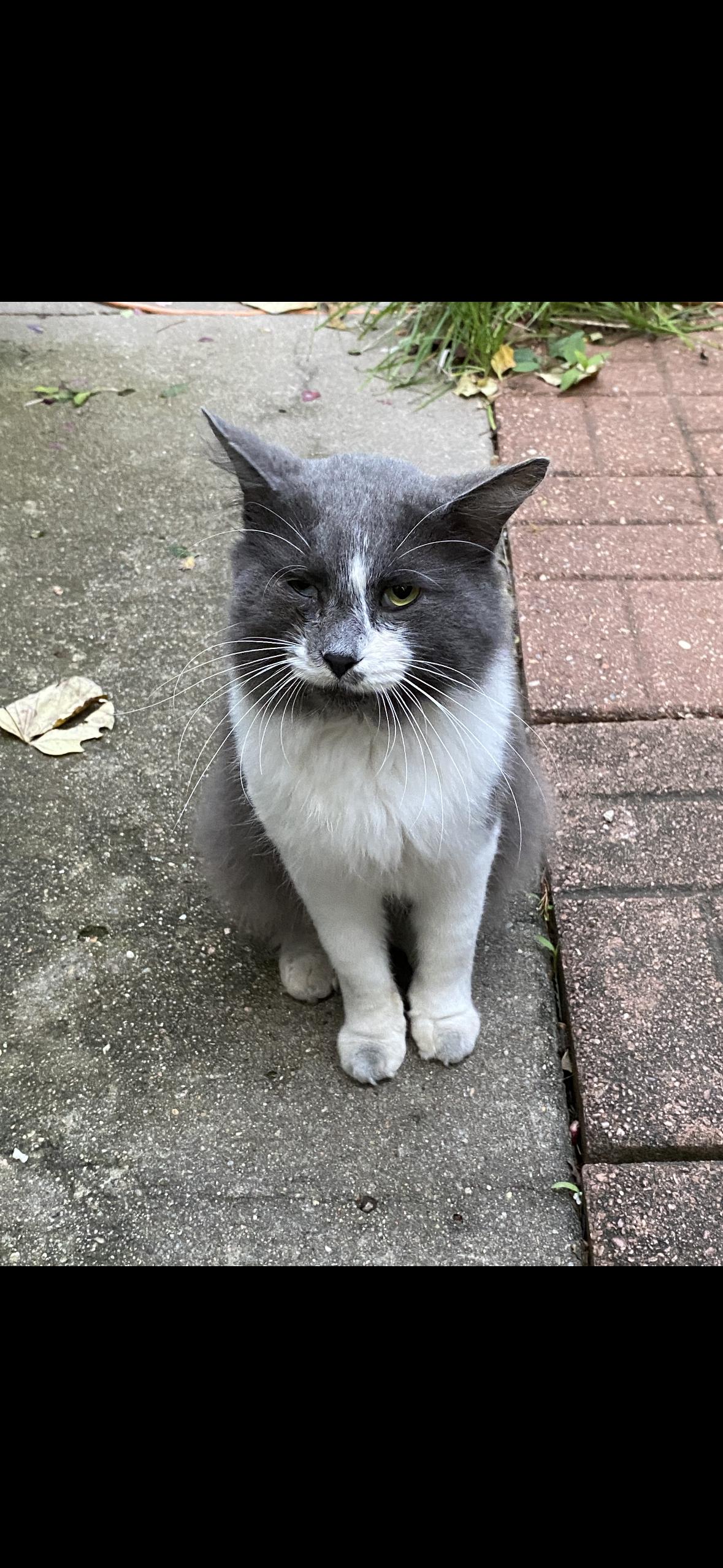 Enlarge Winter, a ADOPTABLE mixed breed in Valley Center, KS image 6/6