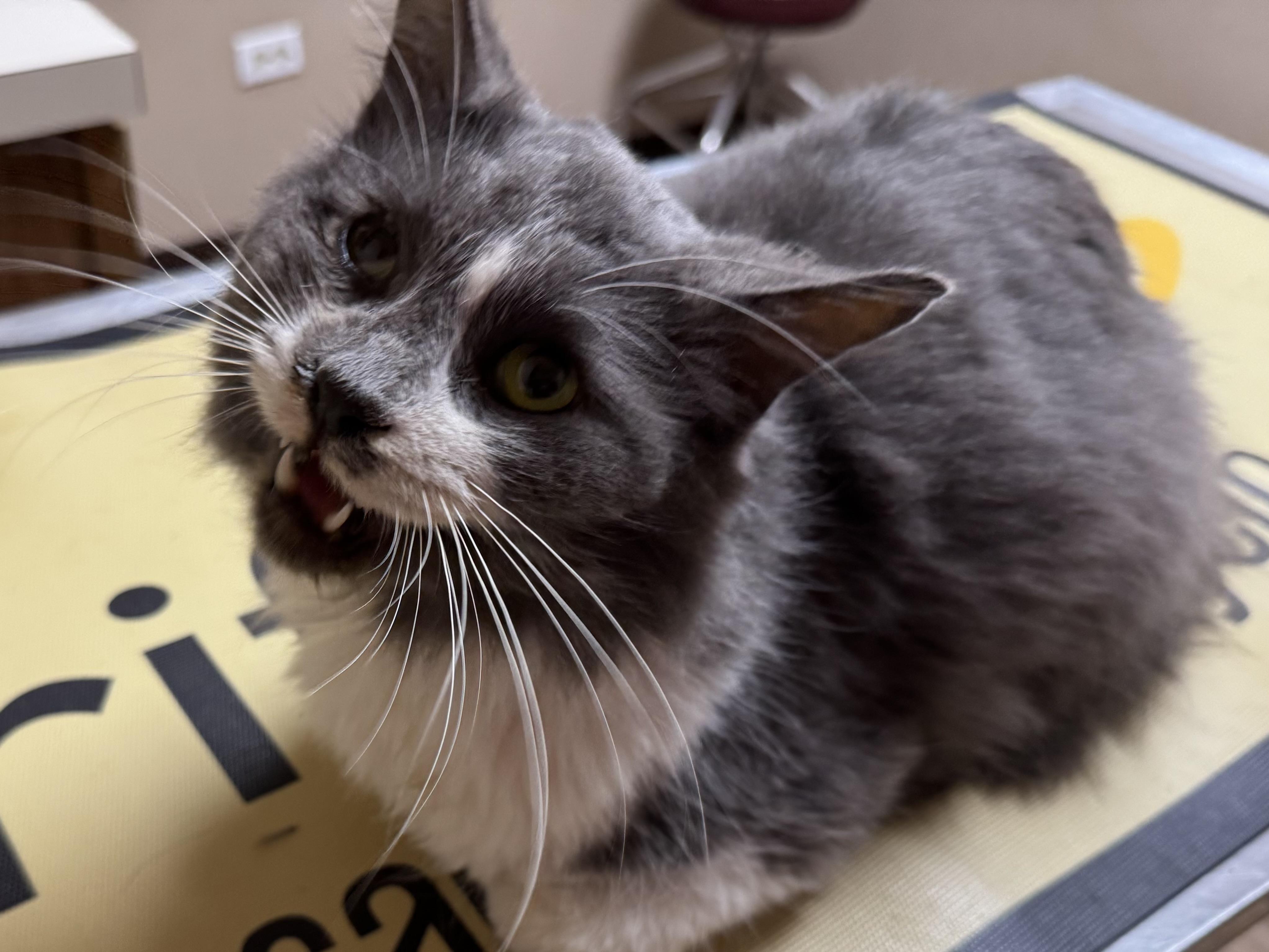 Enlarge Winter, a ADOPTABLE mixed breed in Valley Center, KS image 3/6