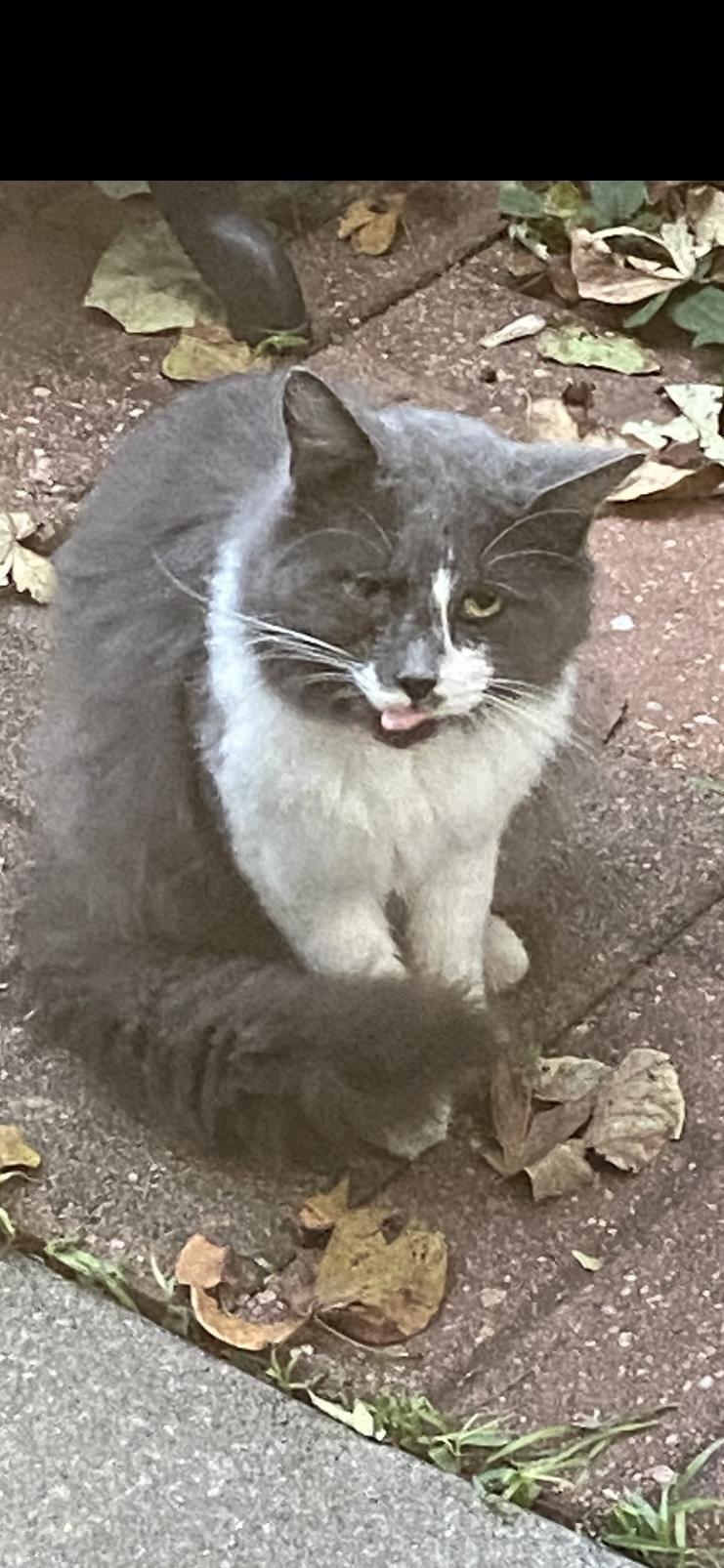 Enlarge Winter, a ADOPTABLE mixed breed in Valley Center, KS image 1/6