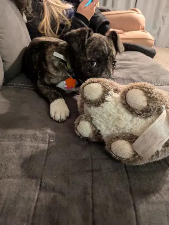 Ember, Adoptable, Puppy Female Mixed Breed.