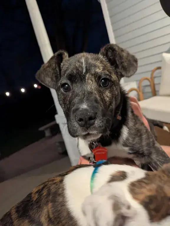 Enlarge Ember, a Adoptable mixed breed in Grand Rapids, MI image 2/4