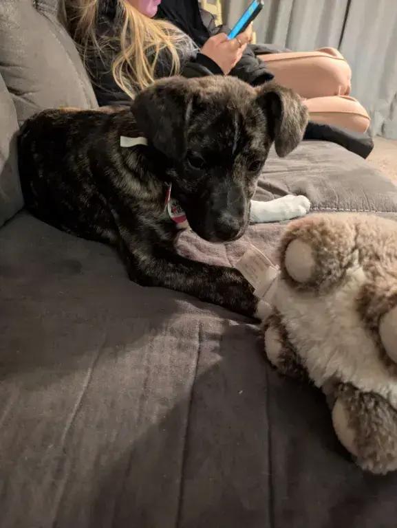 Enlarge Ember, a Adoptable mixed breed in Grand Rapids, MI image 3/4