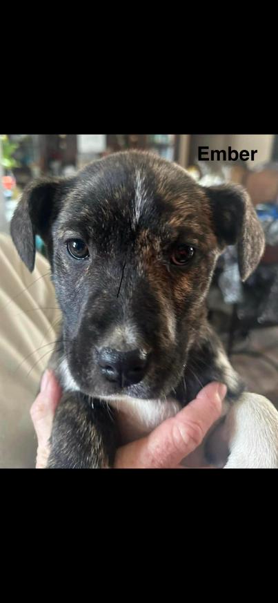 Enlarge Ember, a Adoptable mixed breed in Grand Rapids, MI image 4/4