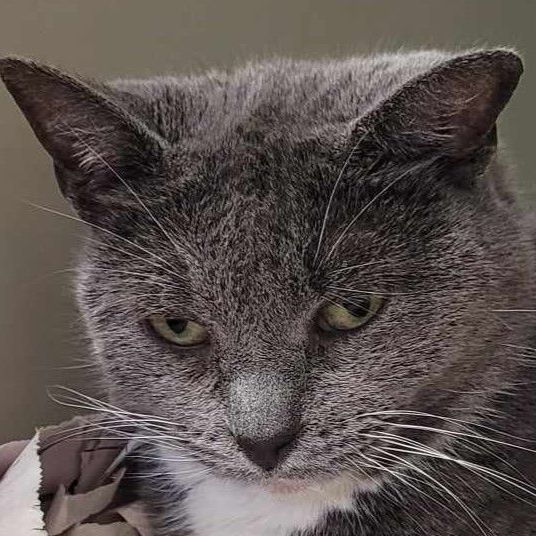 Misty, an adoptable Domestic Short Hair in Robinson, IL_image-1