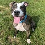 Kady, adoptable, Adult Female Mixed Breed.