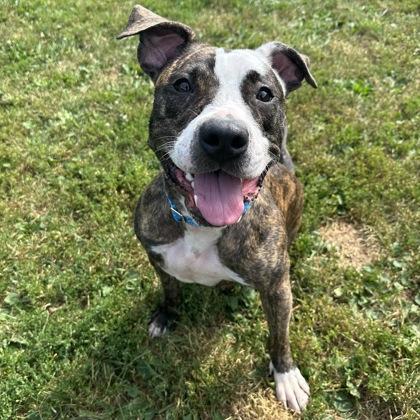 Enlarge Kady, an adoptable mixed breed in Dubuque, IA image 4/4