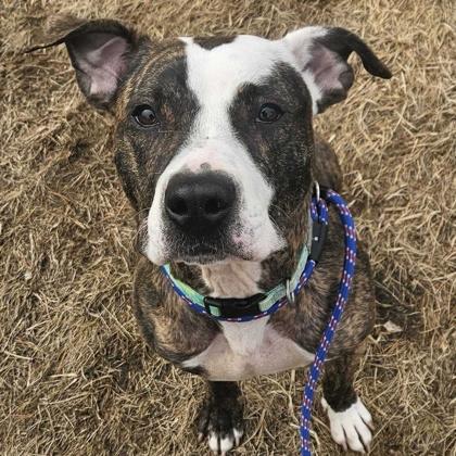 Kady, adoptable, Adult Female Mixed Breed.