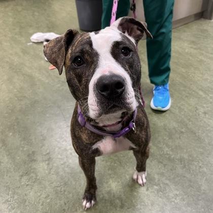 Kady, an adoptable mixed breed in Dubuque, IA image 2/2