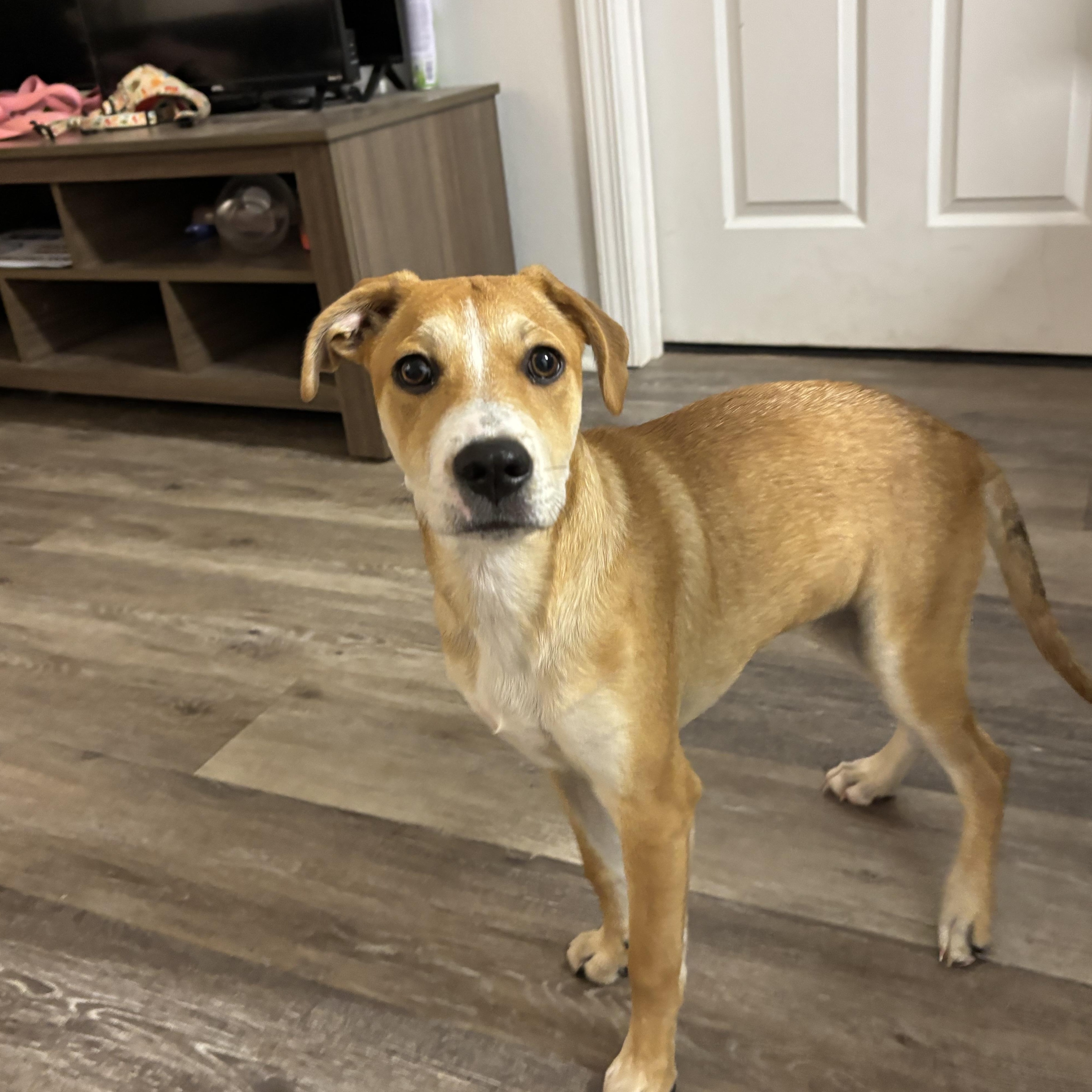 Enlarge Regan, a Adoptable mixed breed in Orlando, FL image 2/3