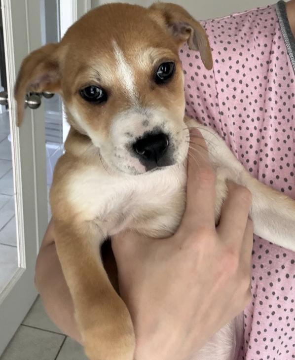 Regan, Adoptable, Puppy Female Hound.