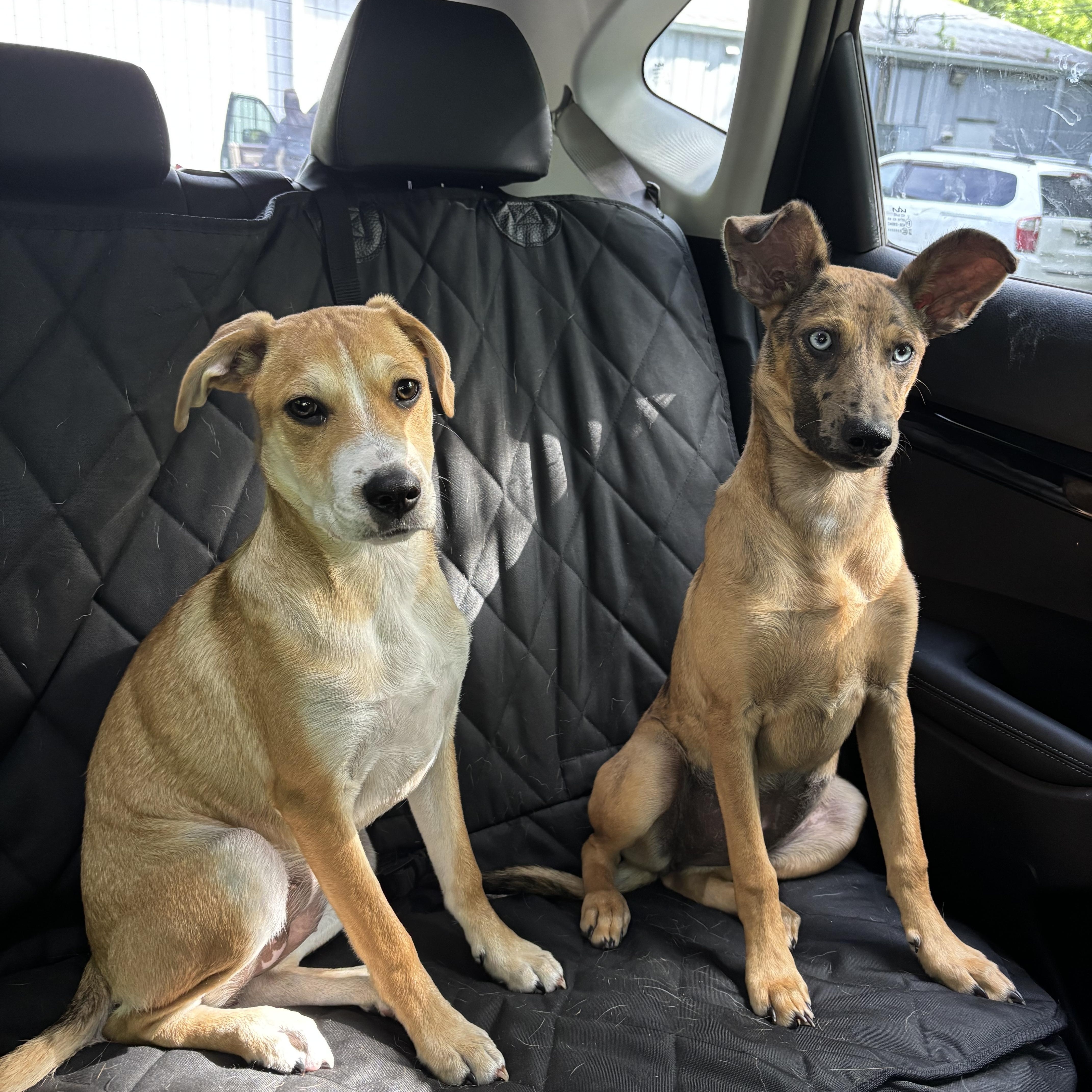 Enlarge Regan, a Adoptable mixed breed in Orlando, FL image 3/3