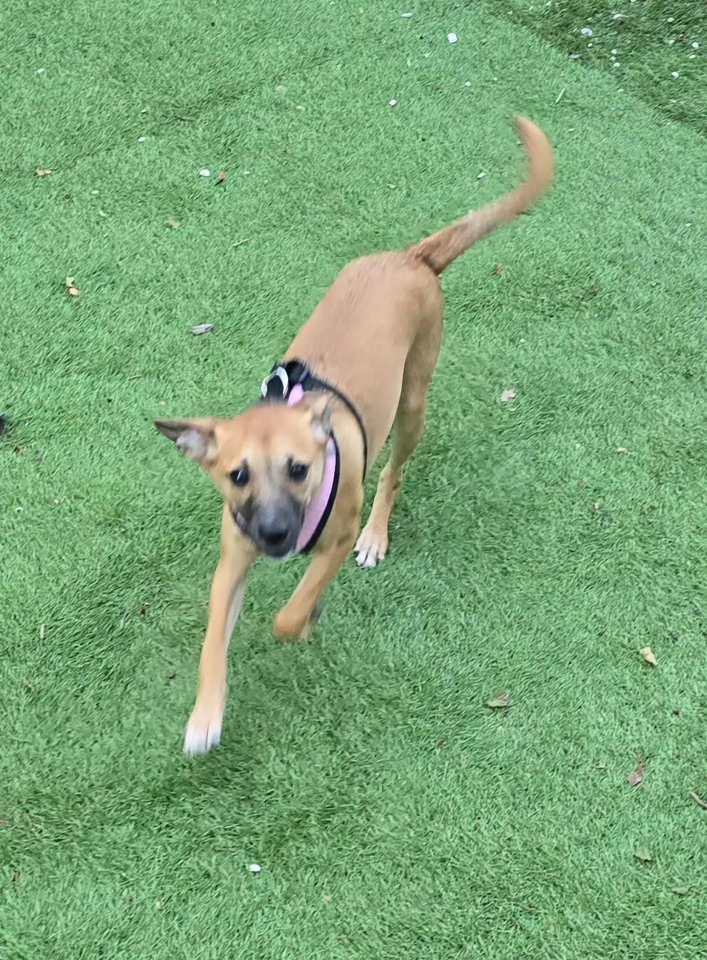 Baylon, Adoptable, Young Female Beagle & Basset Hound.