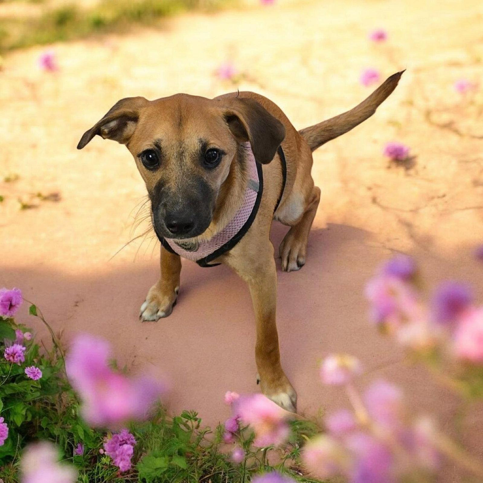Enlarge Baylon, a Adoptable mixed breed in Ashville, OH image 2/2