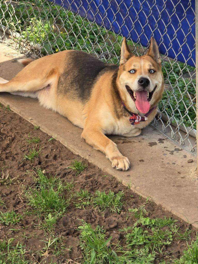Enlarge Stormy, a Adoptable German Shepherd Dog in Humble, TX image 1/1