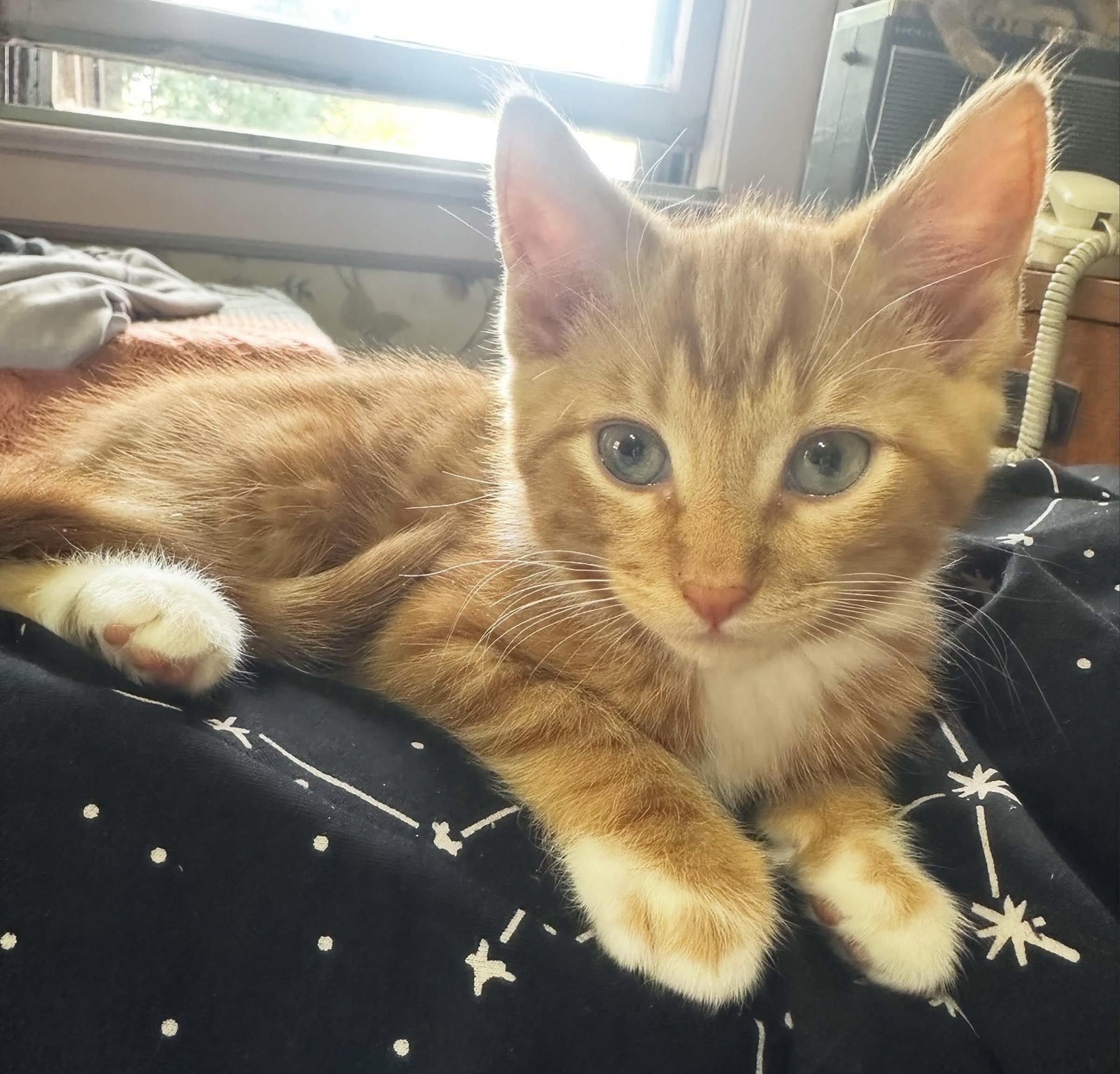 Enlarge Cardamom, an adopted Domestic Short Hair in East Hanover, NJ image 1/1