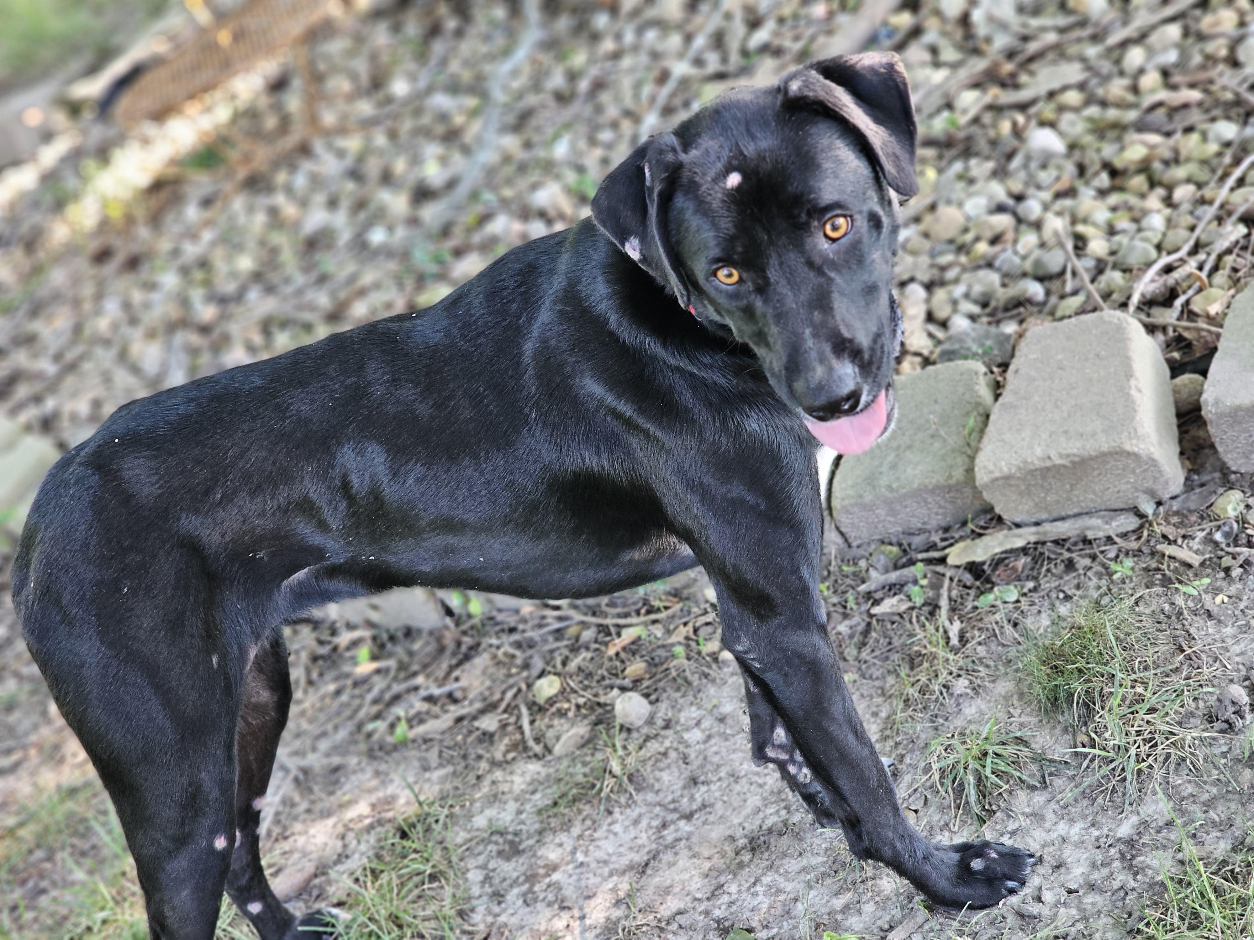 Jansen Springfield, a Adoptable mixed breed in Springfield , IL image 5/5