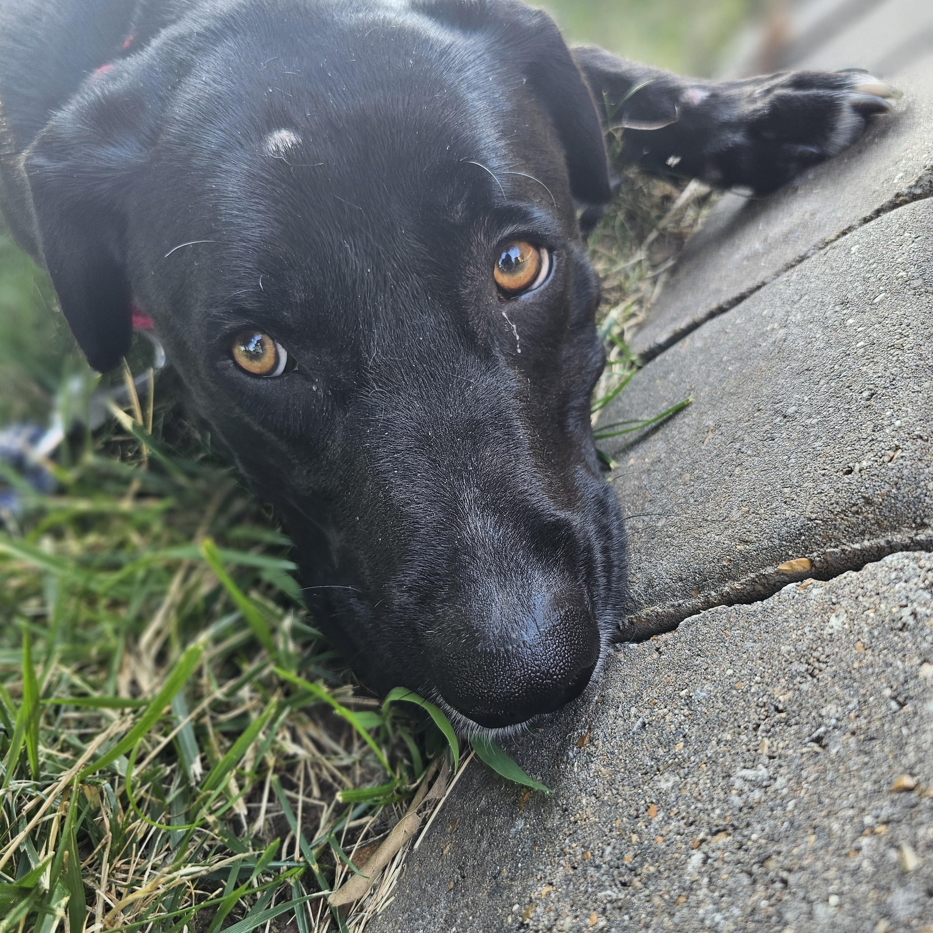 Jansen Springfield, Adoptable, Young Male Black Labrador Retriever.