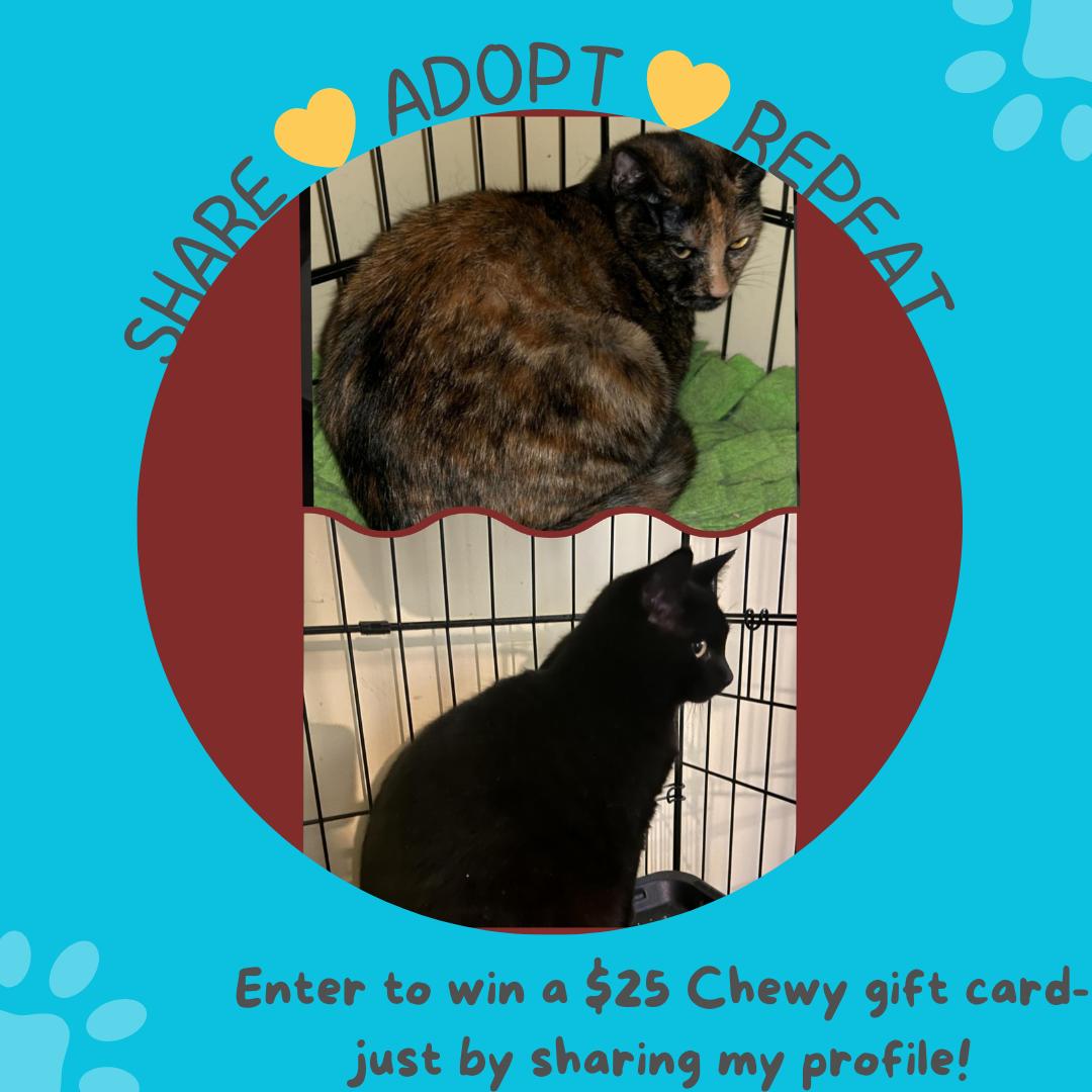 PECAN & APPLE, a Adoptable Domestic Short Hair in Bangor, ME image 1/6