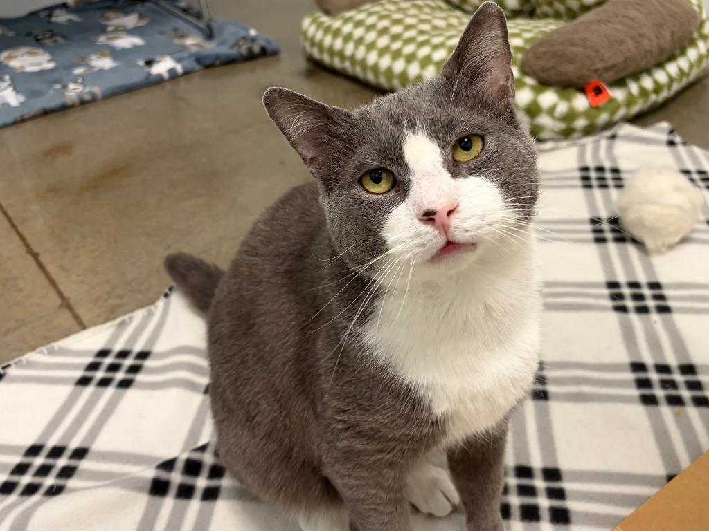 Enlarge Nautilus, a Adopted mixed breed in Raleigh, NC image 2/4