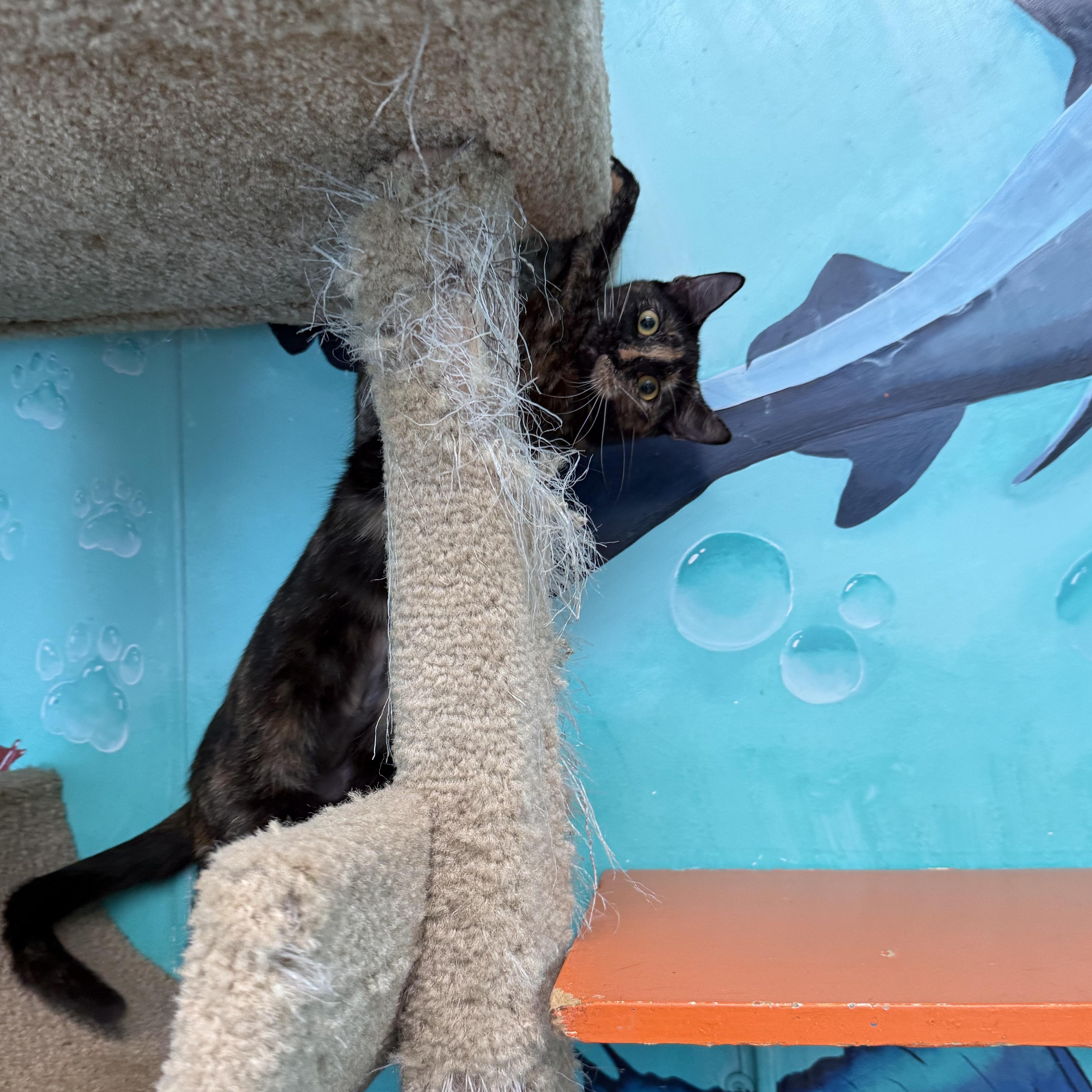 Shuri, a ADOPTABLE Tortoiseshell in Newport Beach, CA image 4/6