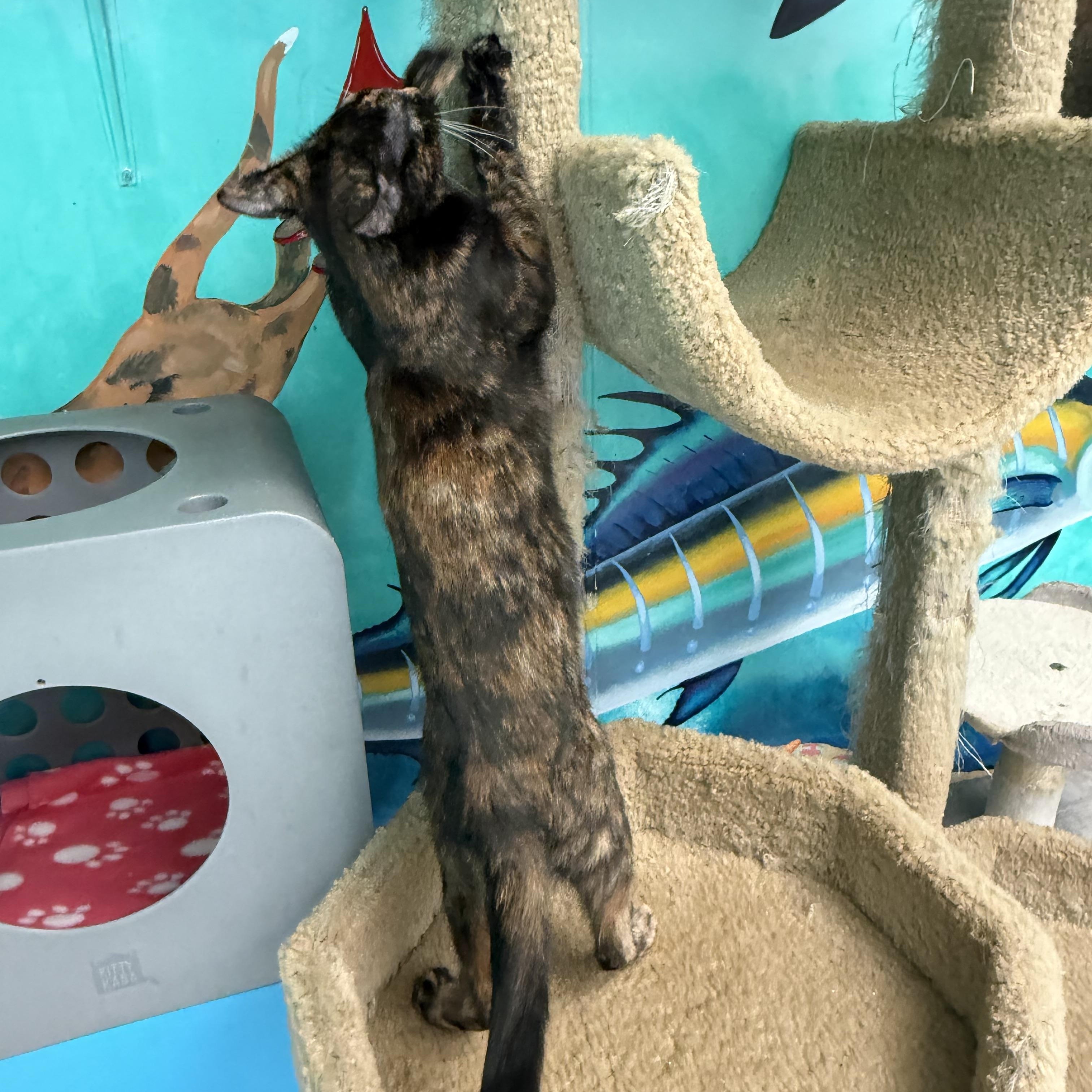 Shuri, a ADOPTABLE Tortoiseshell in Newport Beach, CA image 6/6
