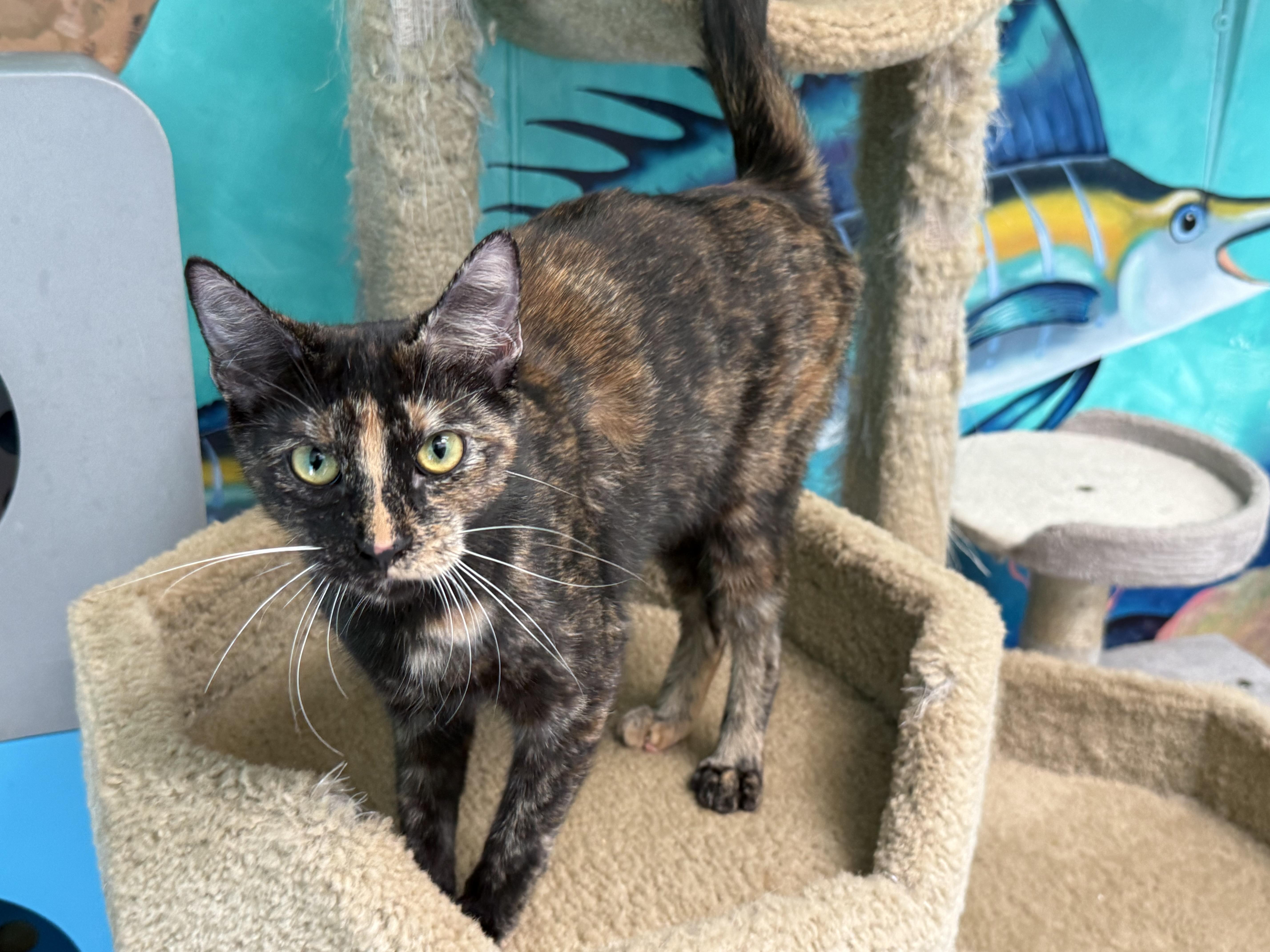 Shuri, ADOPTABLE, Young Female Tortoiseshell.