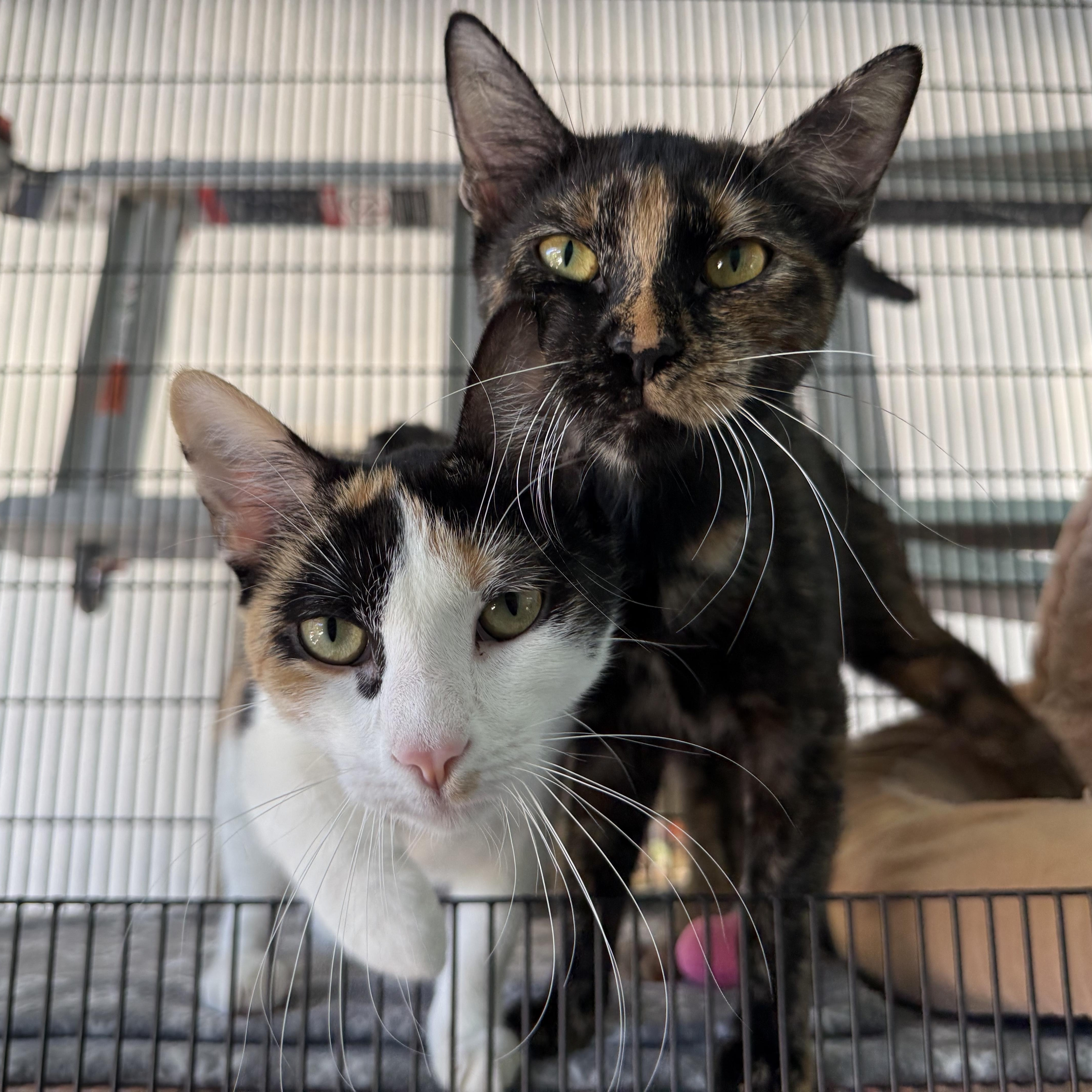 Shuri, a ADOPTABLE Tortoiseshell in Newport Beach, CA image 2/6