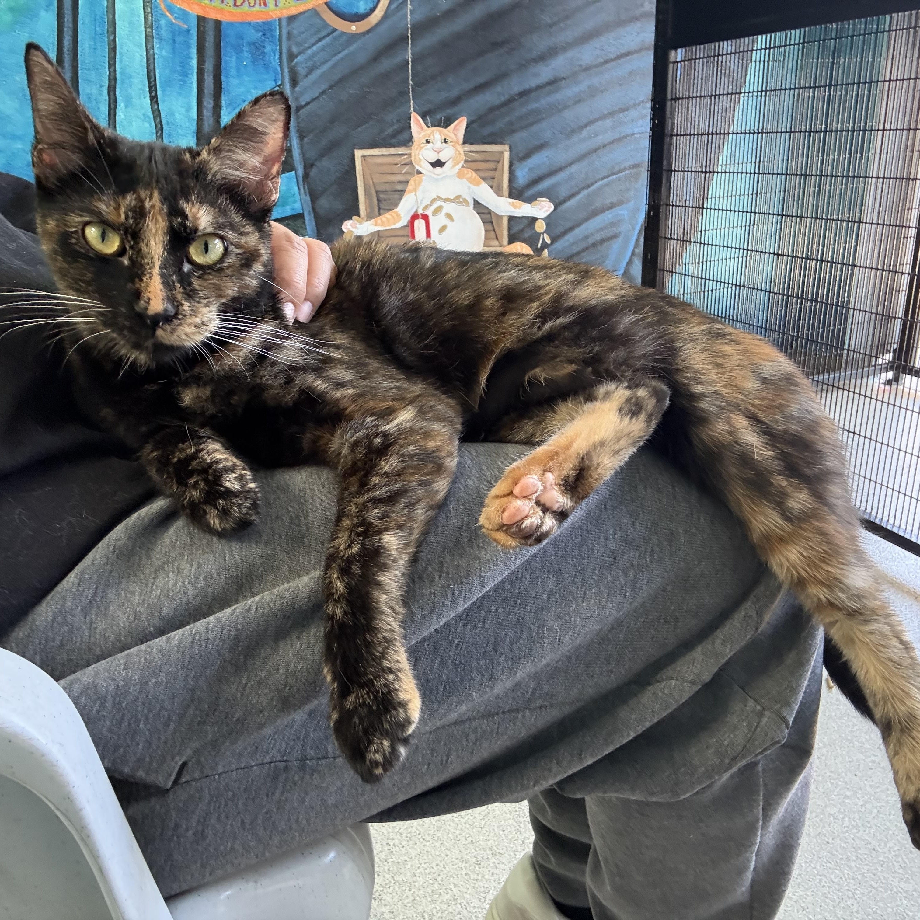 Enlarge Shuri, a ADOPTABLE Tortoiseshell in Newport Beach, CA image 1/6