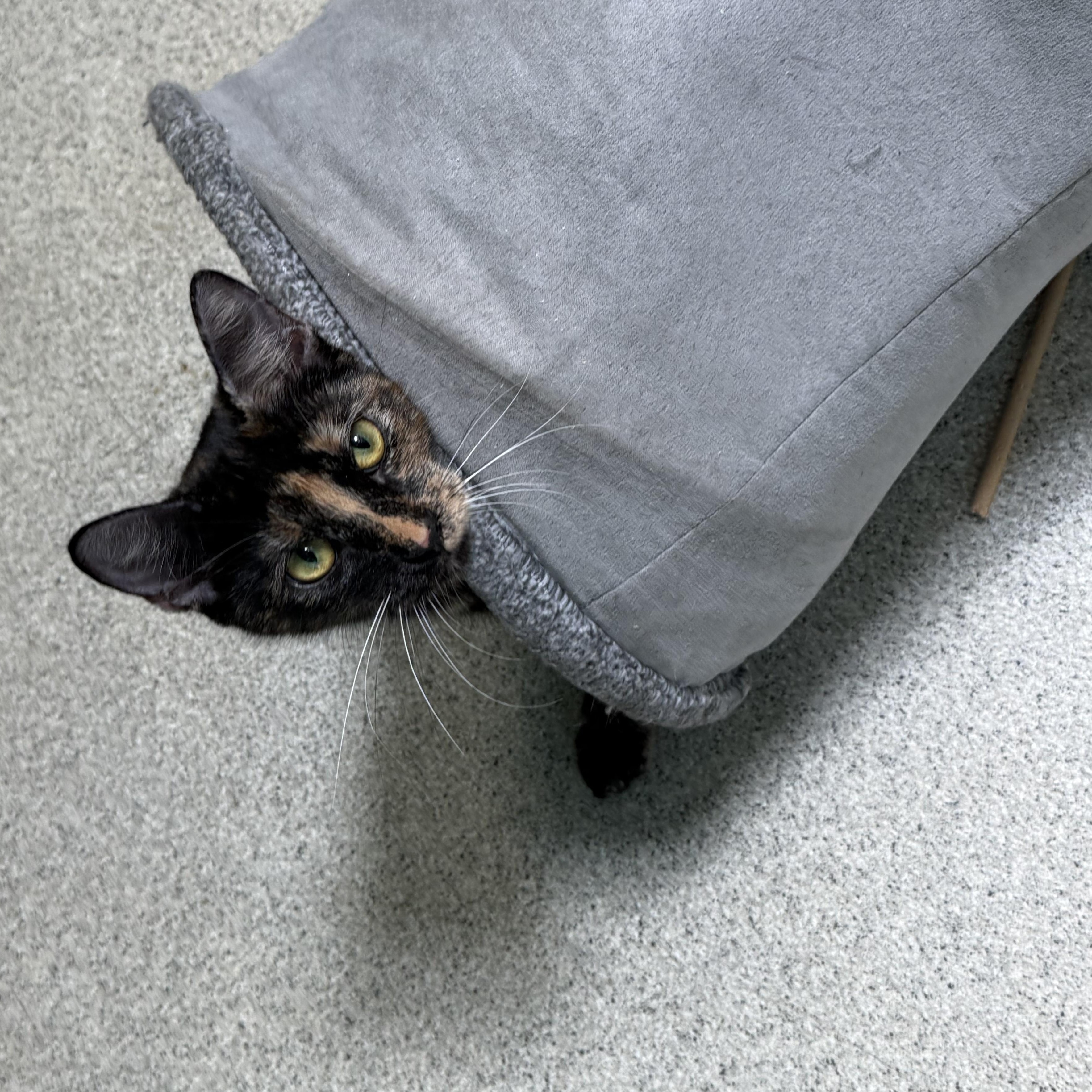 Shuri, a ADOPTABLE Tortoiseshell in Newport Beach, CA image 5/6