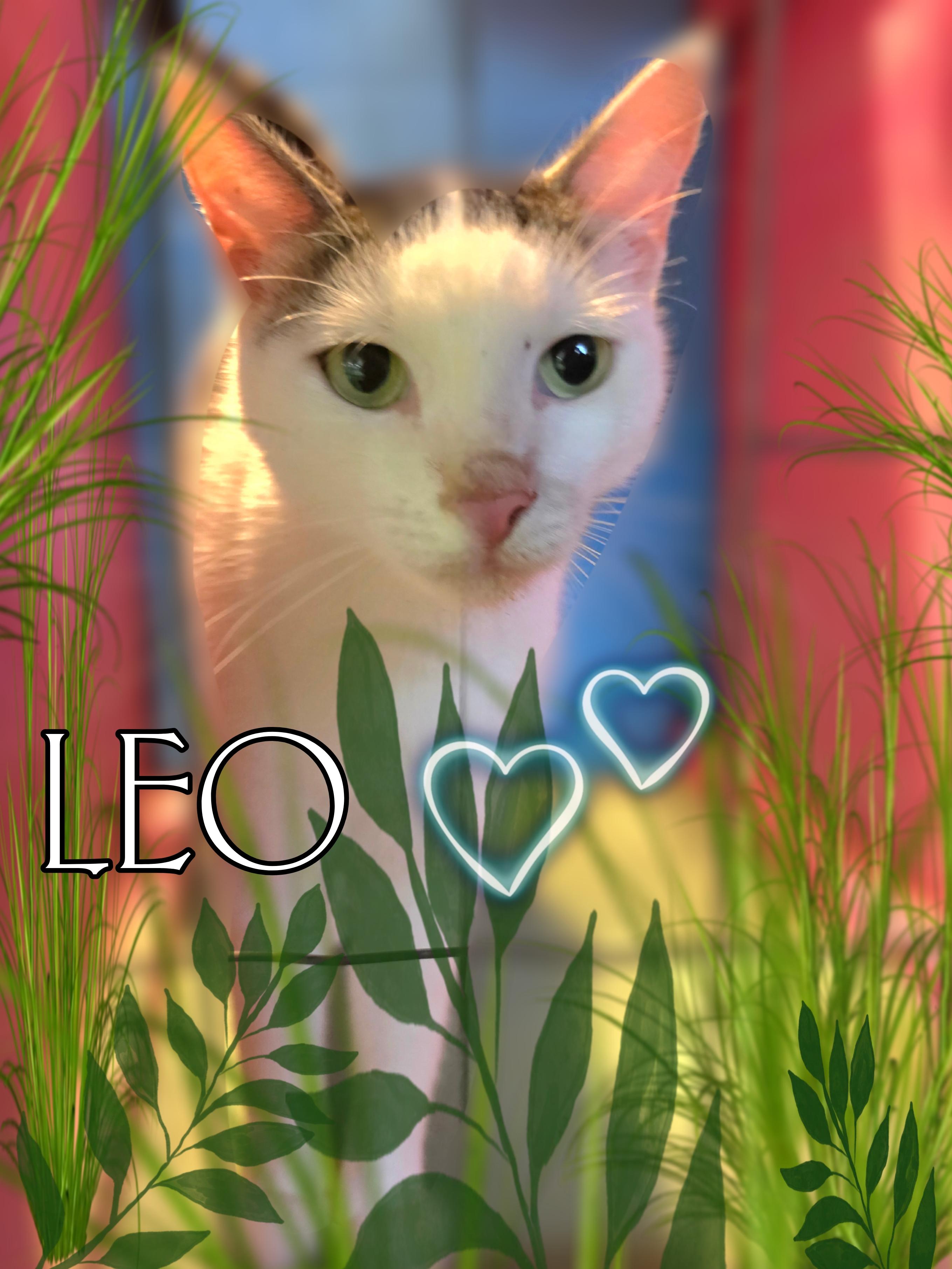Enlarge Leo, a Adoptable Domestic Short Hair in Silver Springs, FL image 1/3