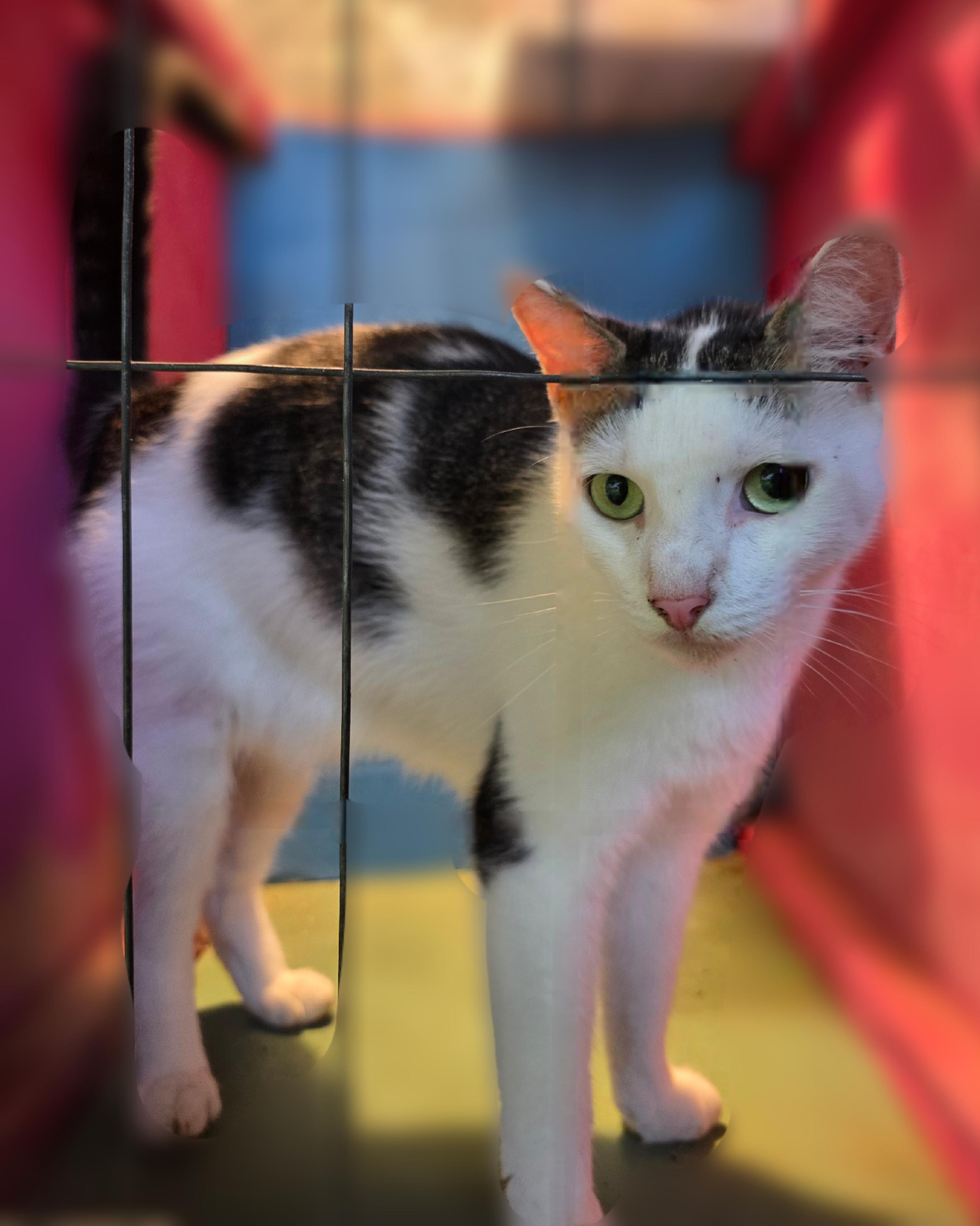 Enlarge Leo, a Adoptable Domestic Short Hair in Silver Springs, FL image 2/3