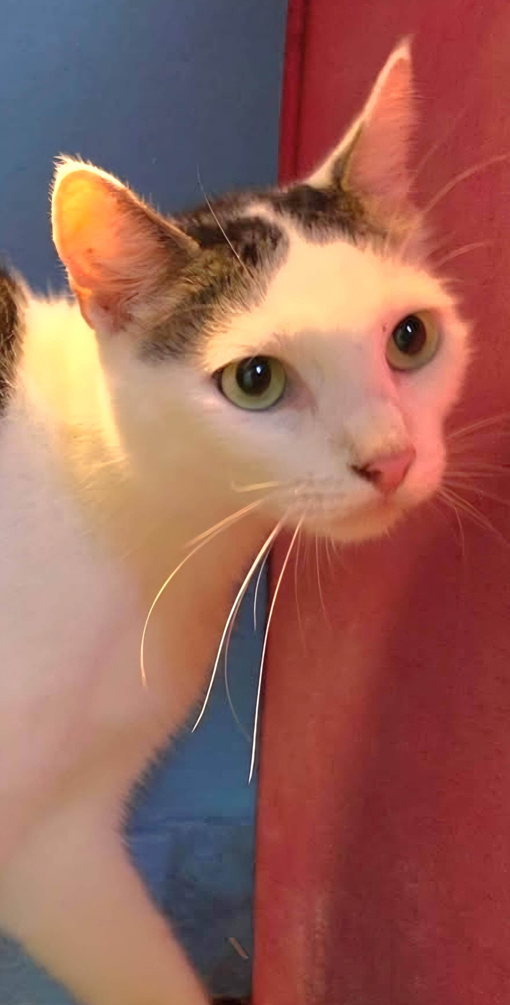 Enlarge Leo, a Adoptable Domestic Short Hair in Silver Springs, FL image 3/3