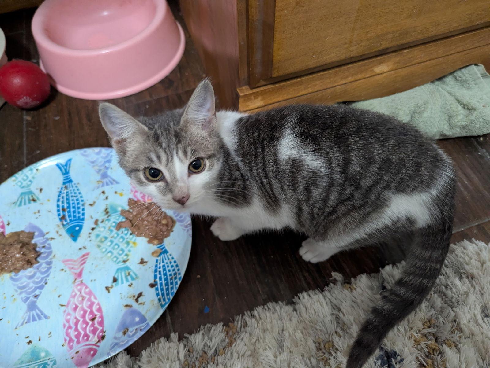 Enlarge Paulie-Baby, a Adopted mixed breed in Pensacola, FL image 1/1