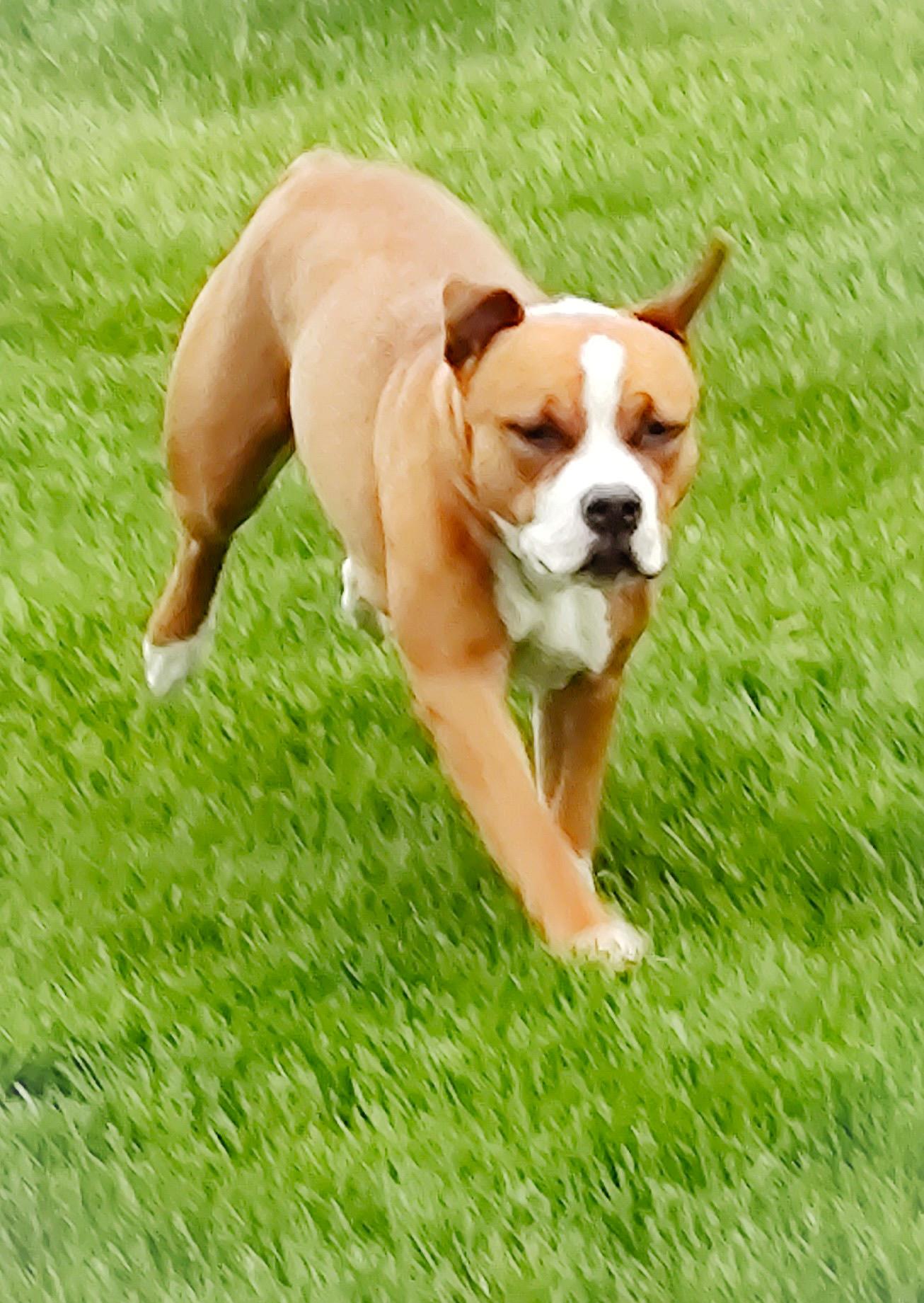 FERGIE-FAYE, a Adoptable mixed breed in Westmont, IL image 4/6