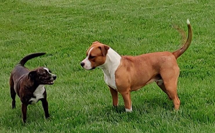 FERGIE-FAYE, a Adoptable mixed breed in Westmont, IL image 2/6