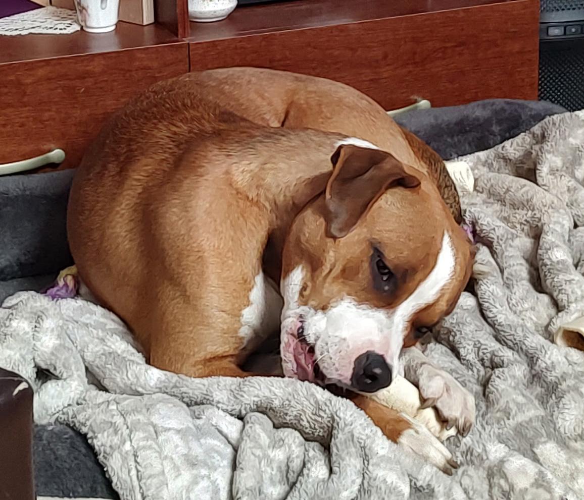 FERGIE-FAYE, a Adoptable mixed breed in Westmont, IL image 3/6