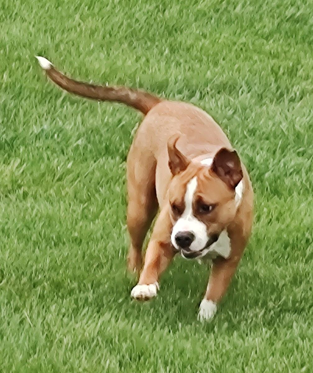 FERGIE-FAYE, a Adoptable mixed breed in Westmont, IL image 1/6