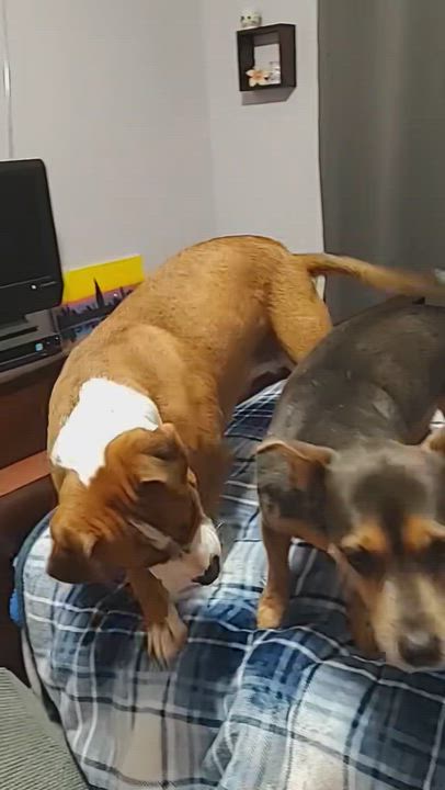 Enlarge FERGIE-FAYE, a Adoptable mixed breed in Westmont, IL video 6/6