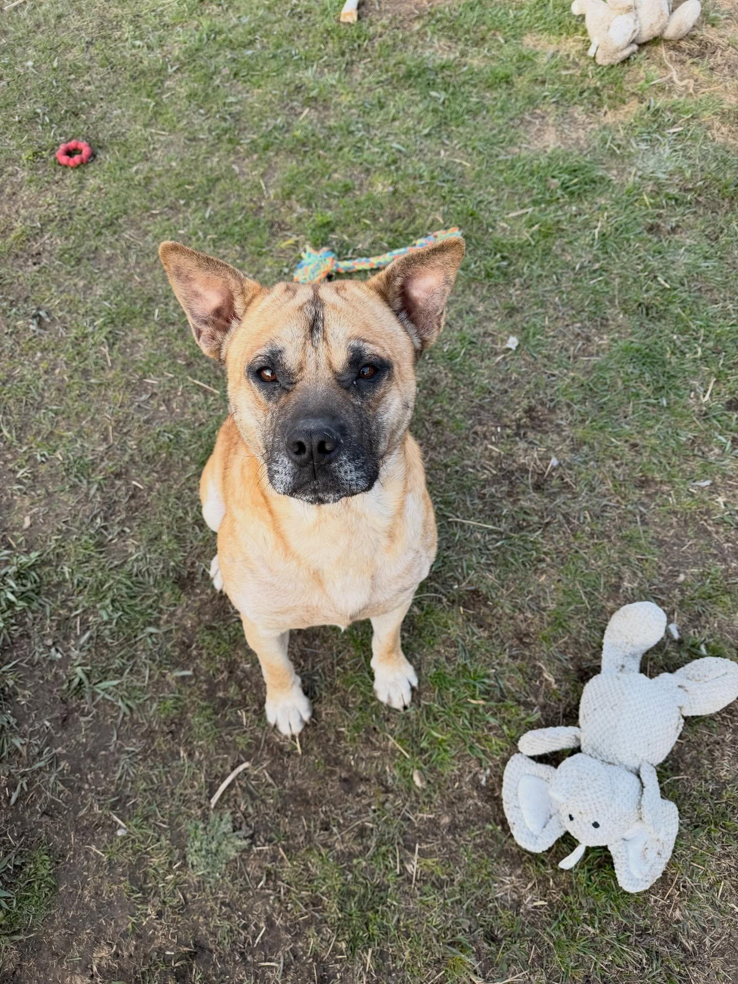 Redford, Adoptable, Young Male Mixed Breed.