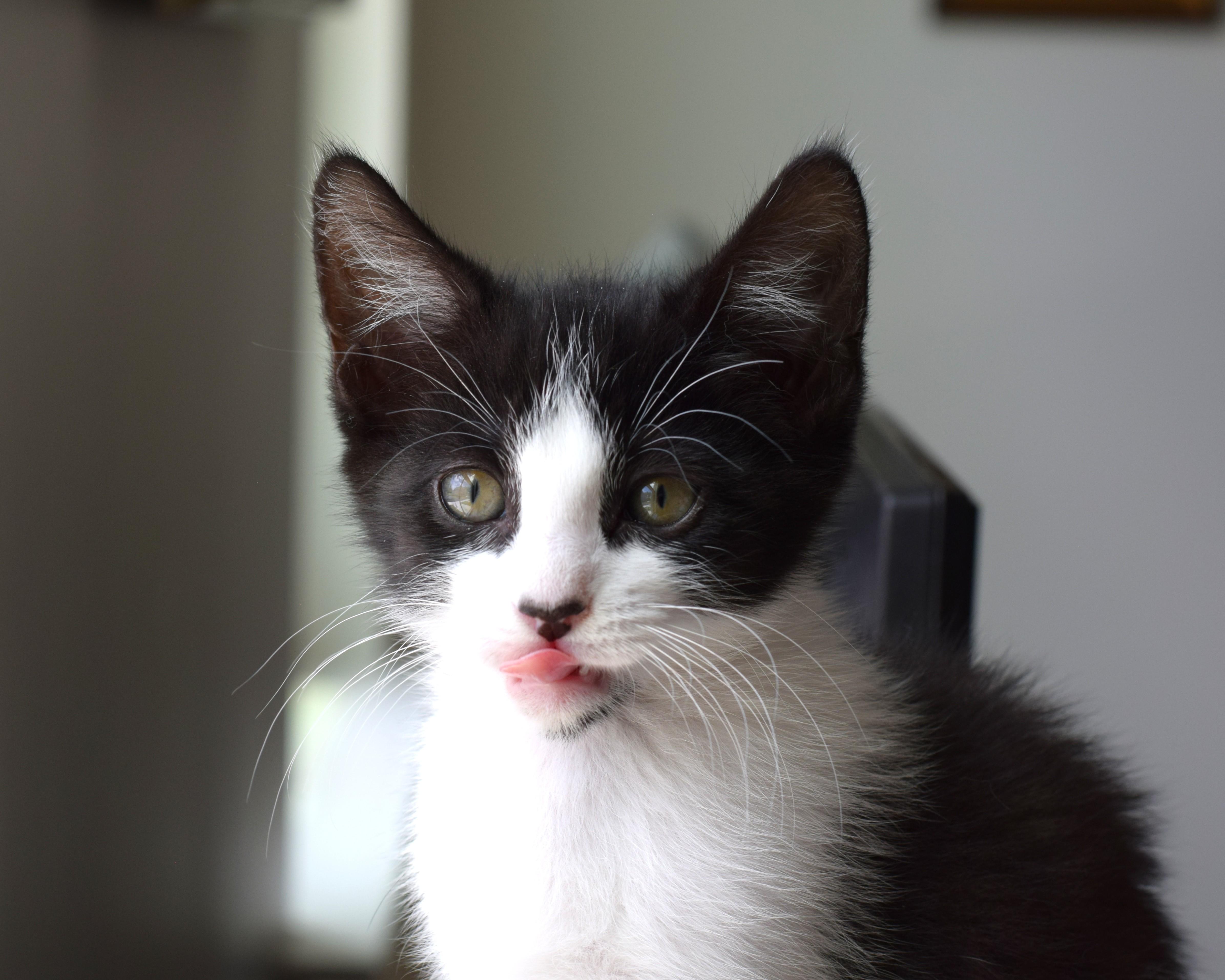 Enlarge Bessie, a Adoptable Domestic Short Hair in Mt Pleasant, SC image 6/6