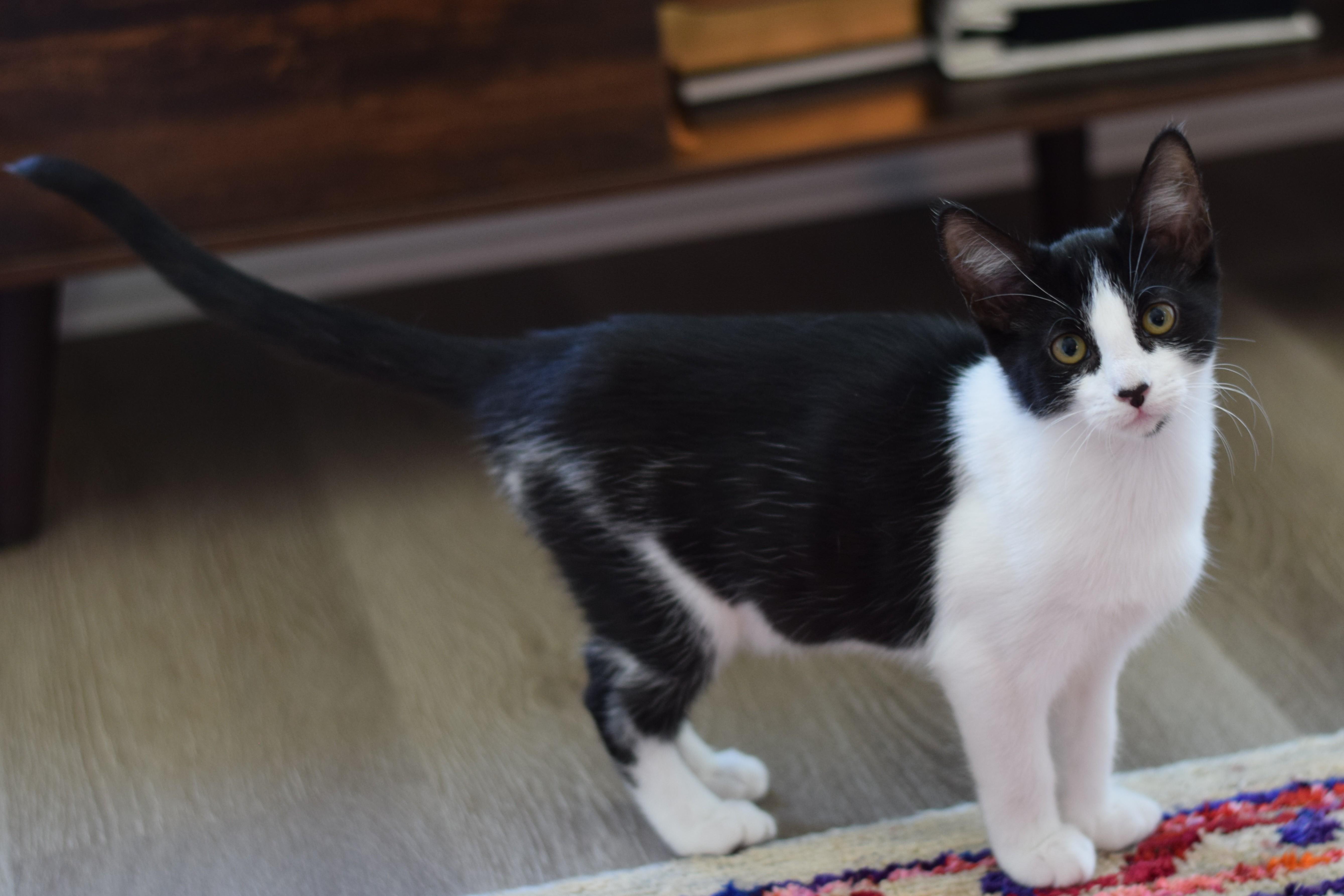 Enlarge Bessie, a Adoptable Domestic Short Hair in Mt Pleasant, SC image 5/6