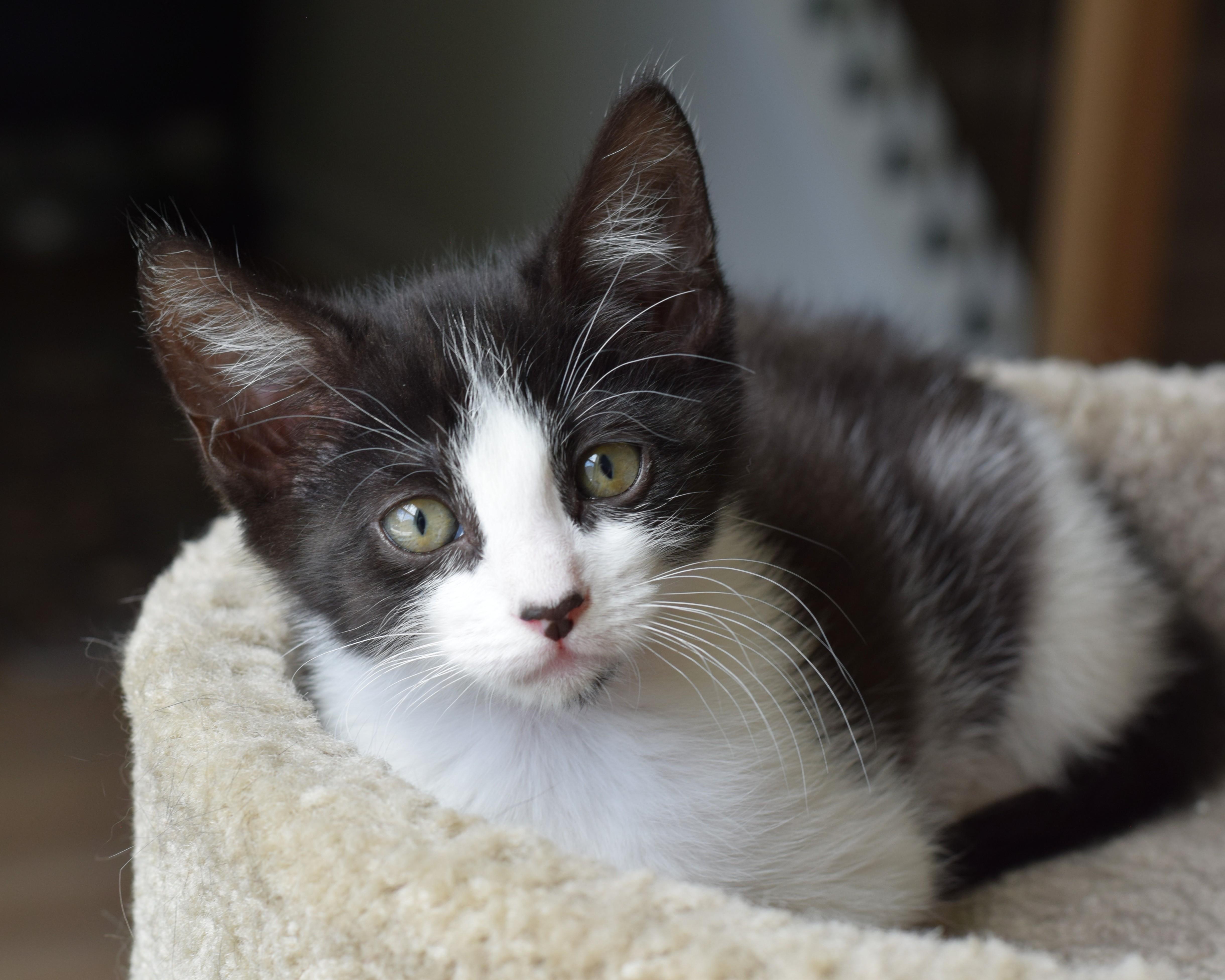 Enlarge Bessie, a Adoptable Domestic Short Hair in Mt Pleasant, SC image 4/6