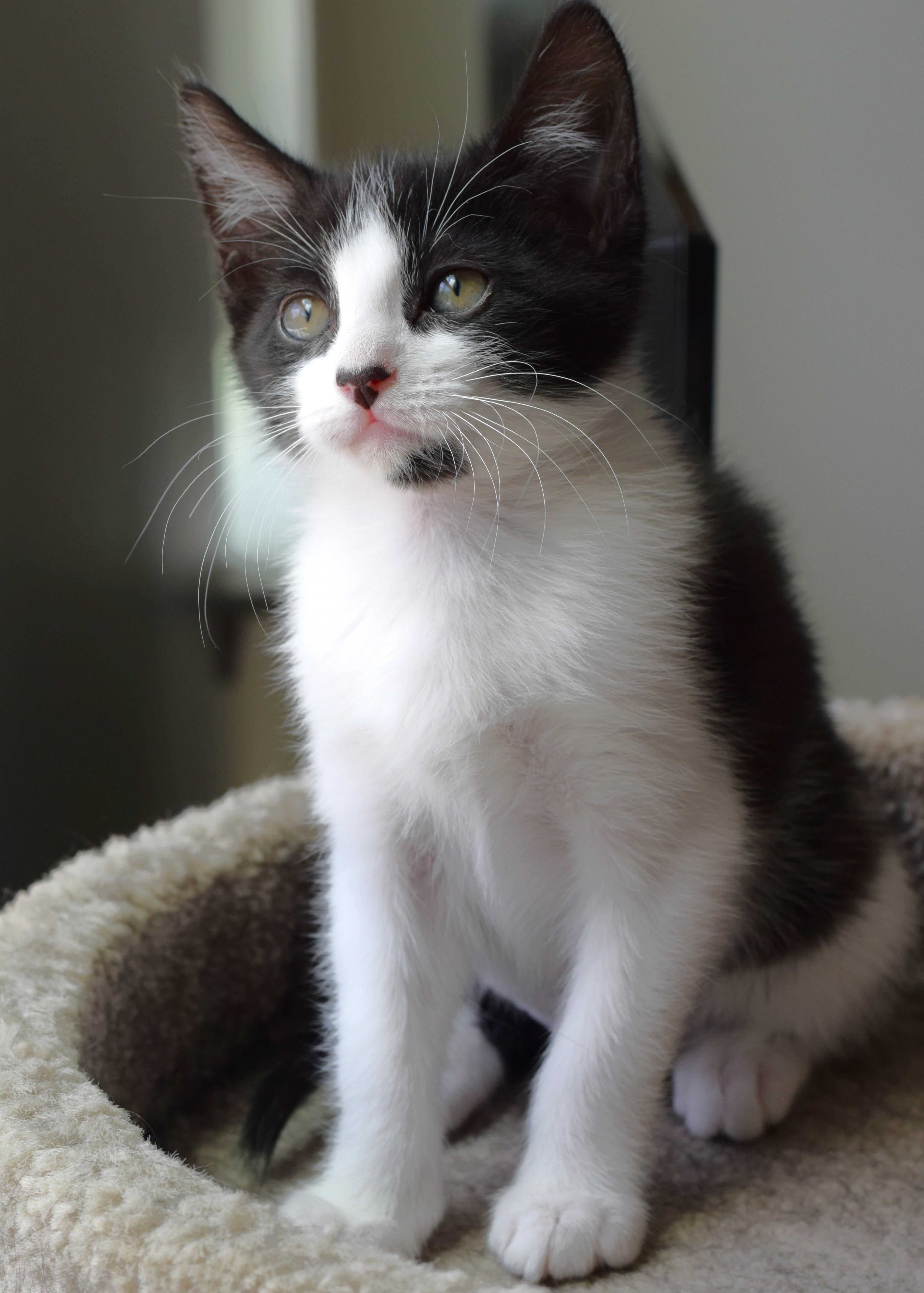 Enlarge Bessie, a Adoptable Domestic Short Hair in Mt Pleasant, SC image 5/6