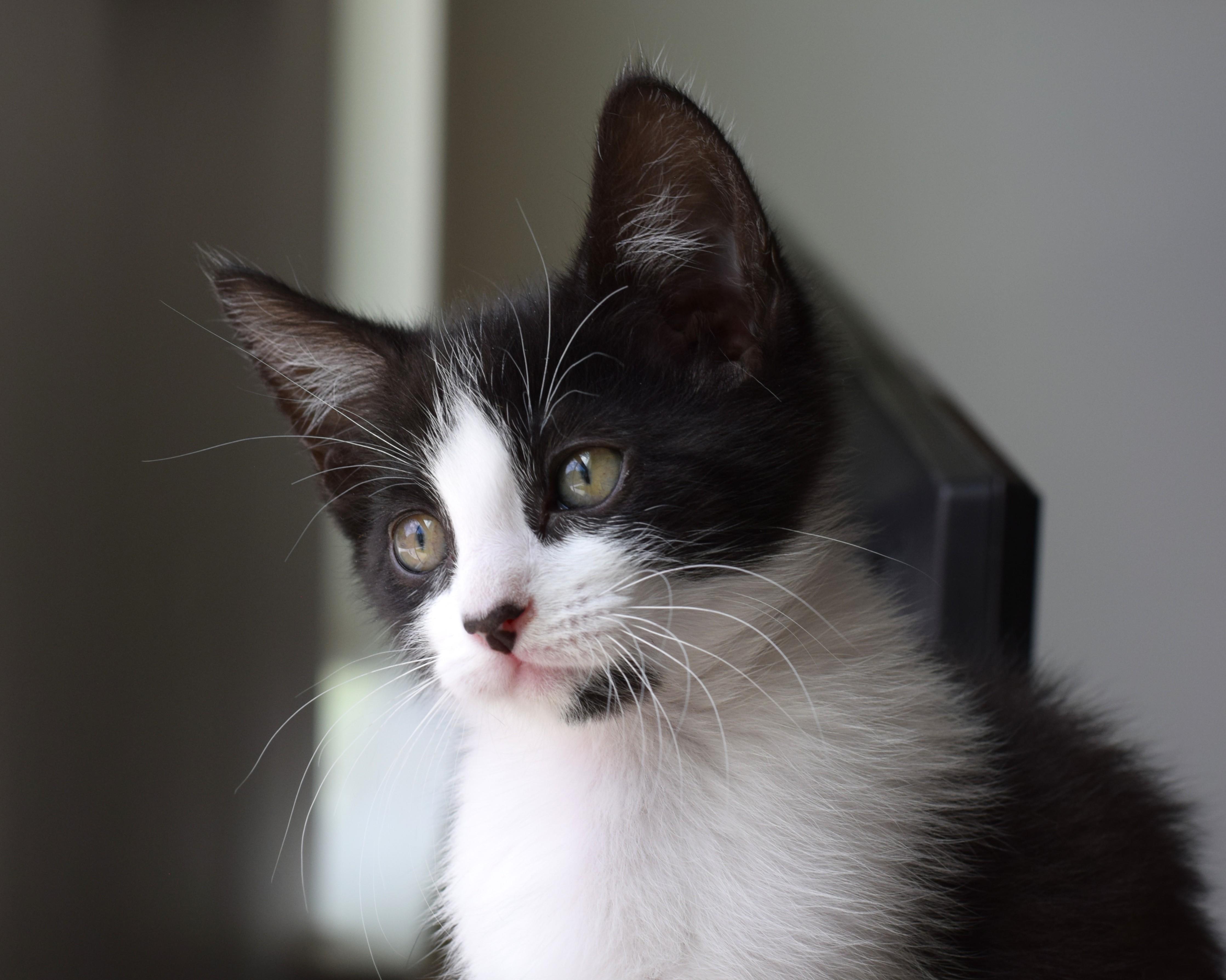 Enlarge Bessie, a Adoptable Domestic Short Hair in Mt Pleasant, SC image 2/6