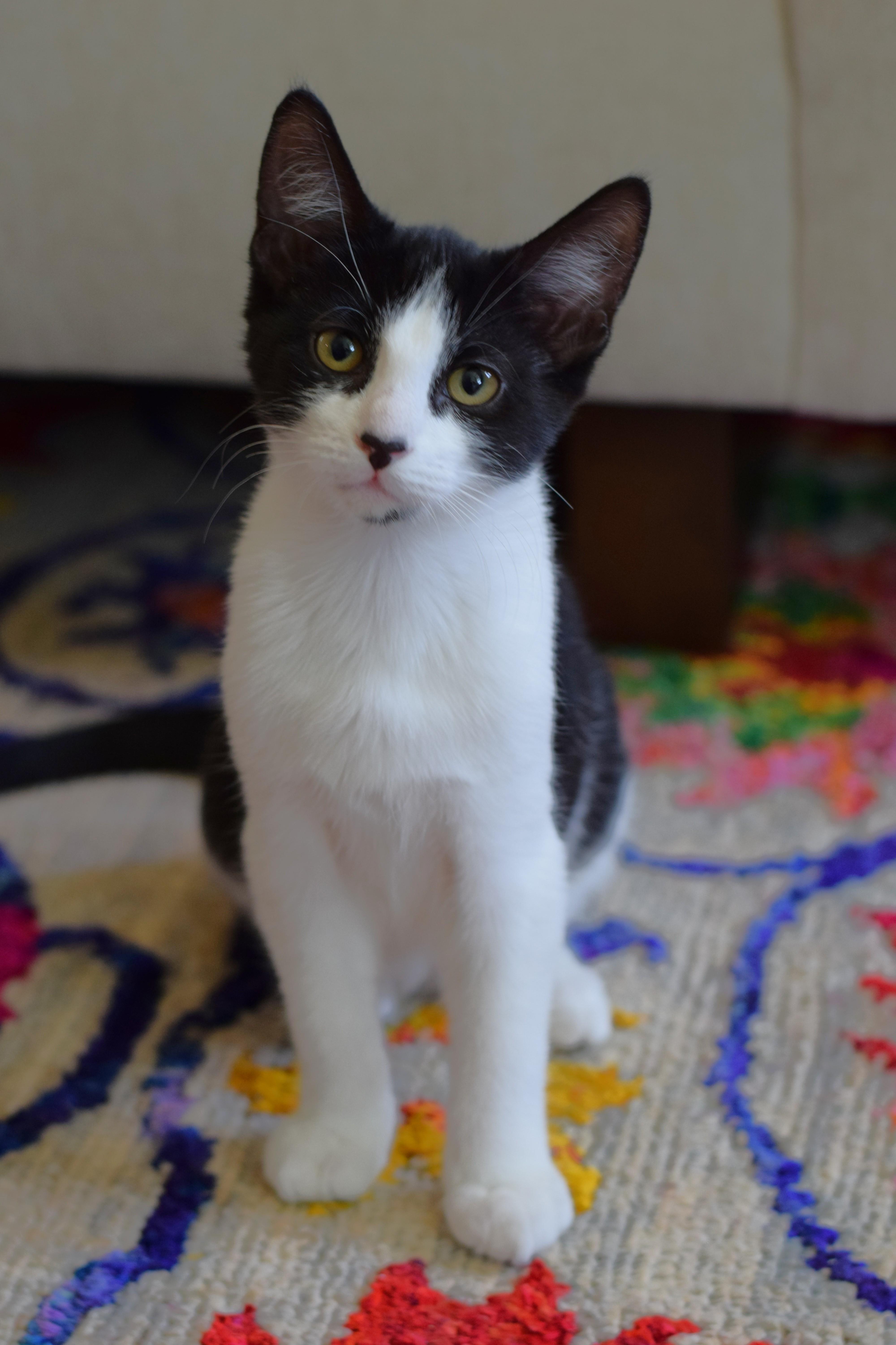 Enlarge Bessie, a Adoptable Domestic Short Hair in Mt Pleasant, SC image 4/6