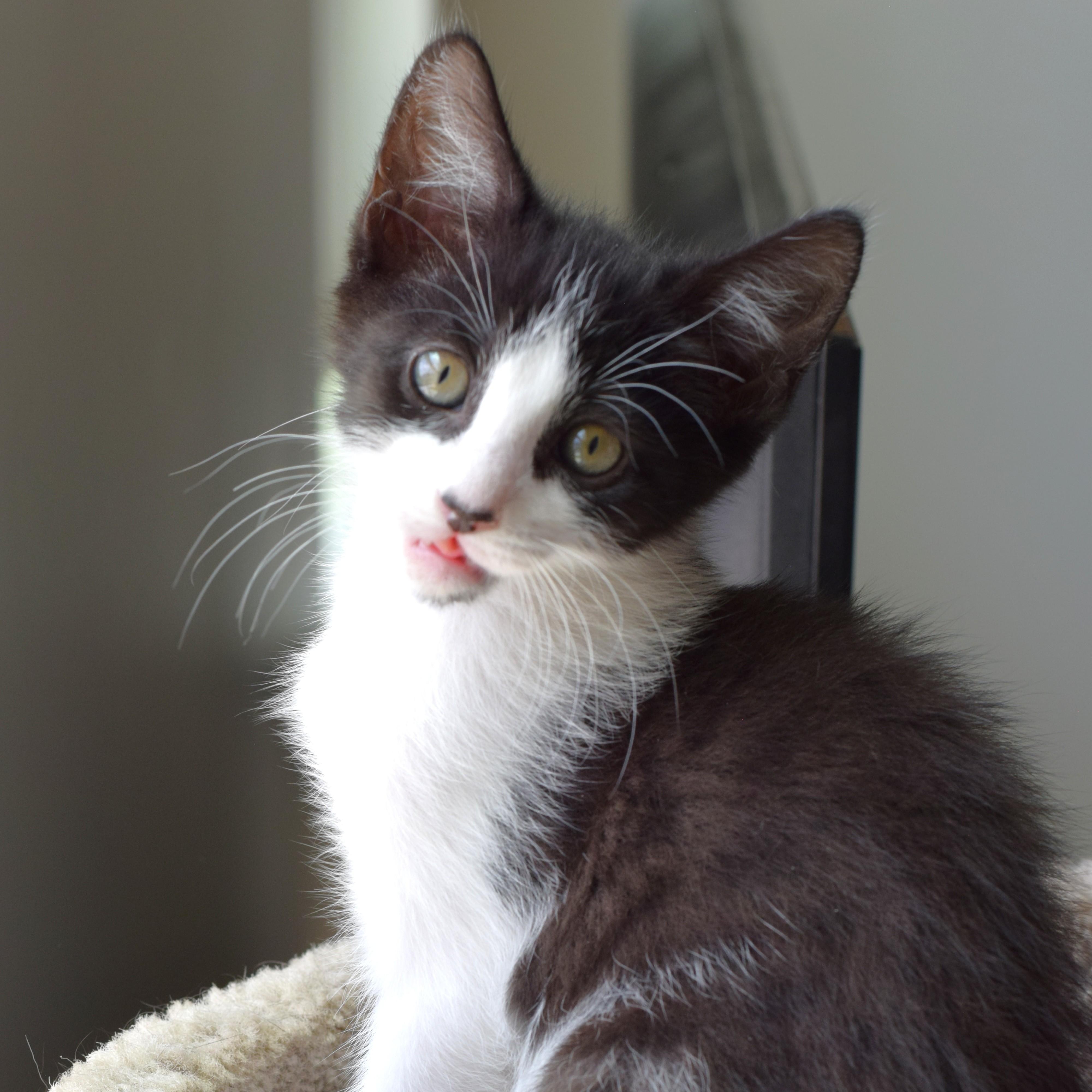 Enlarge Bessie, a Adoptable Domestic Short Hair in Mt Pleasant, SC image 1/6