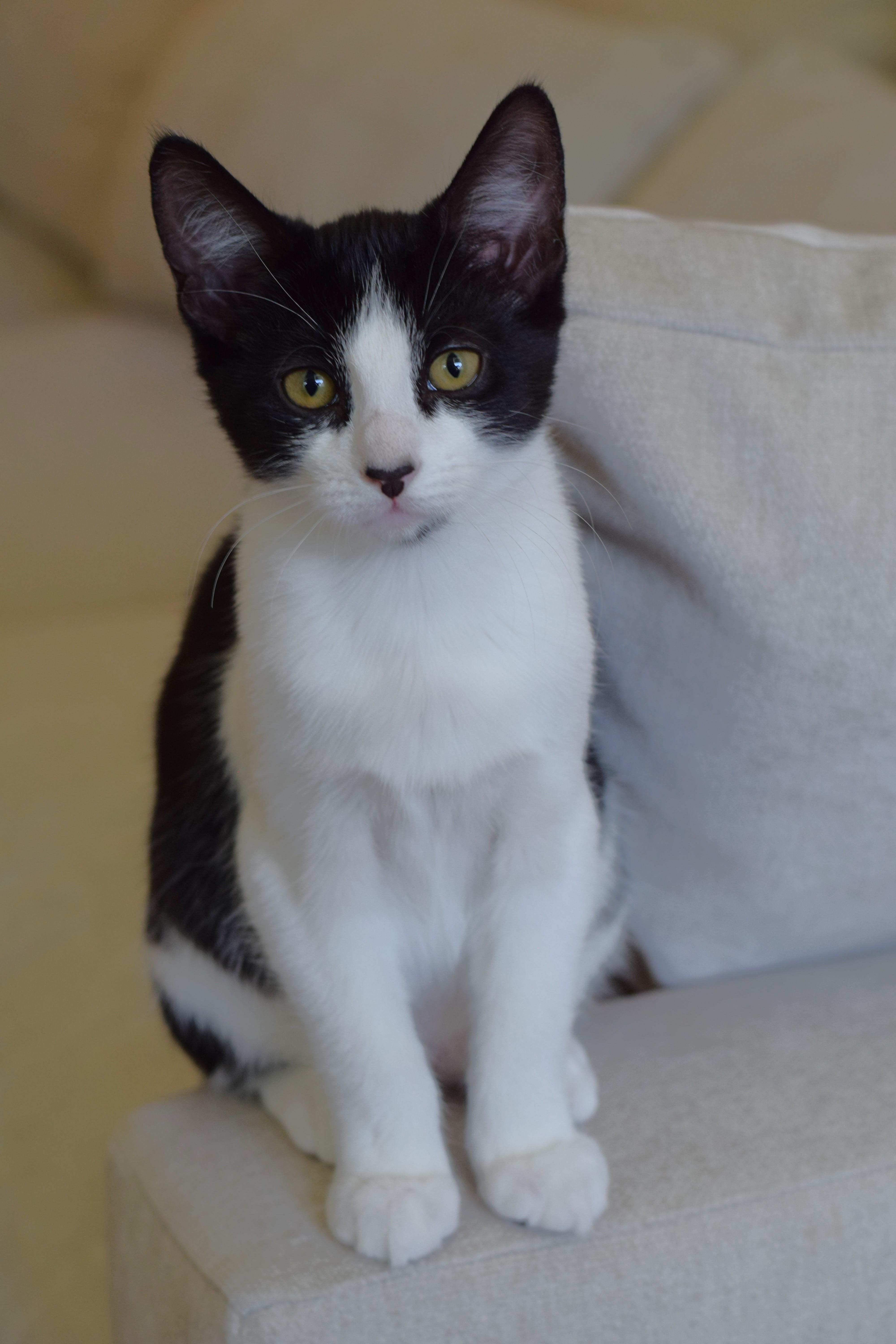 Enlarge Bessie, a Adoptable Domestic Short Hair in Mt Pleasant, SC image 2/6