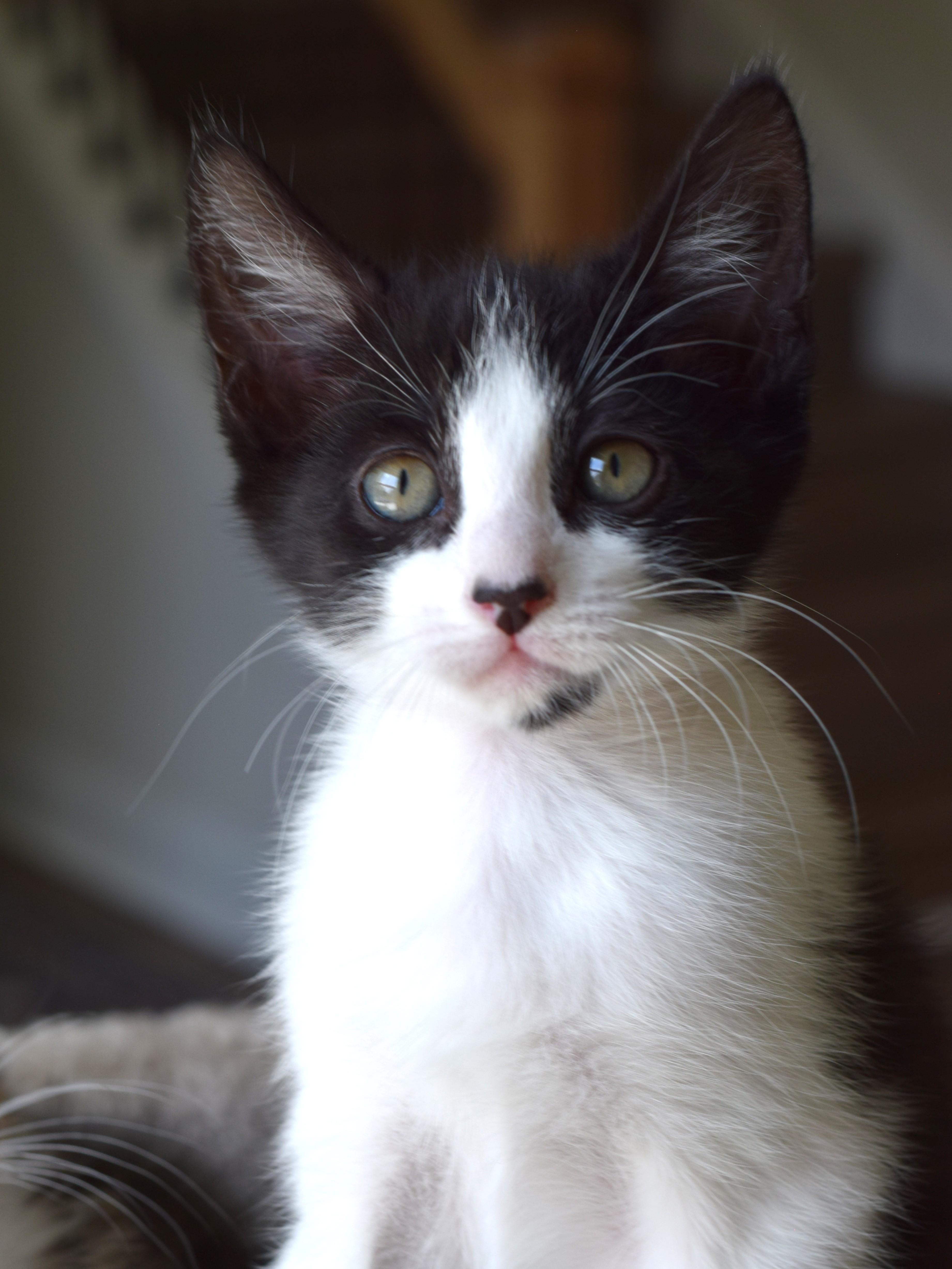 Enlarge Bessie, a Adoptable Domestic Short Hair in Mt Pleasant, SC image 3/6