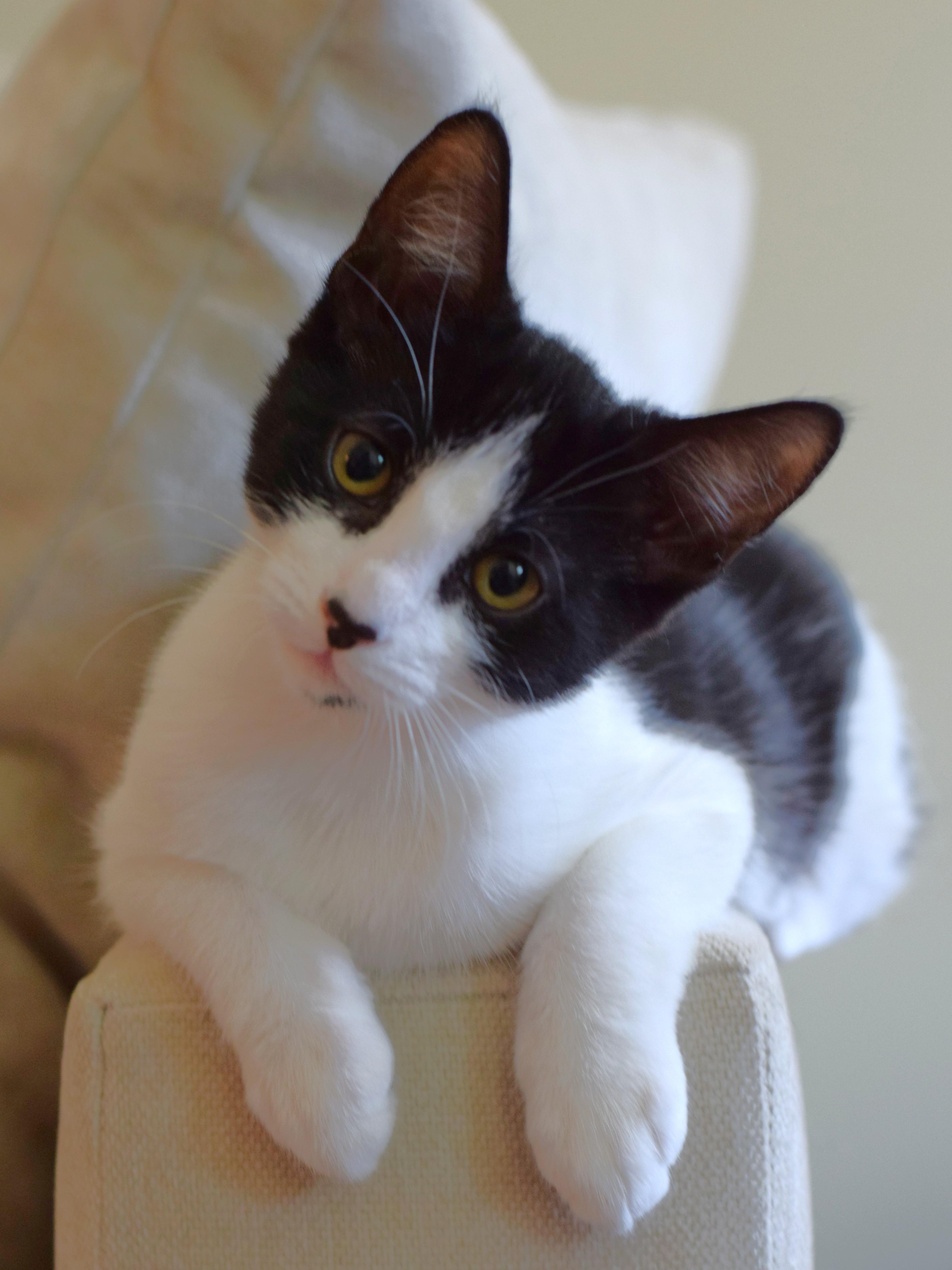 Enlarge Bessie, a Adoptable Domestic Short Hair in Mt Pleasant, SC image 3/6