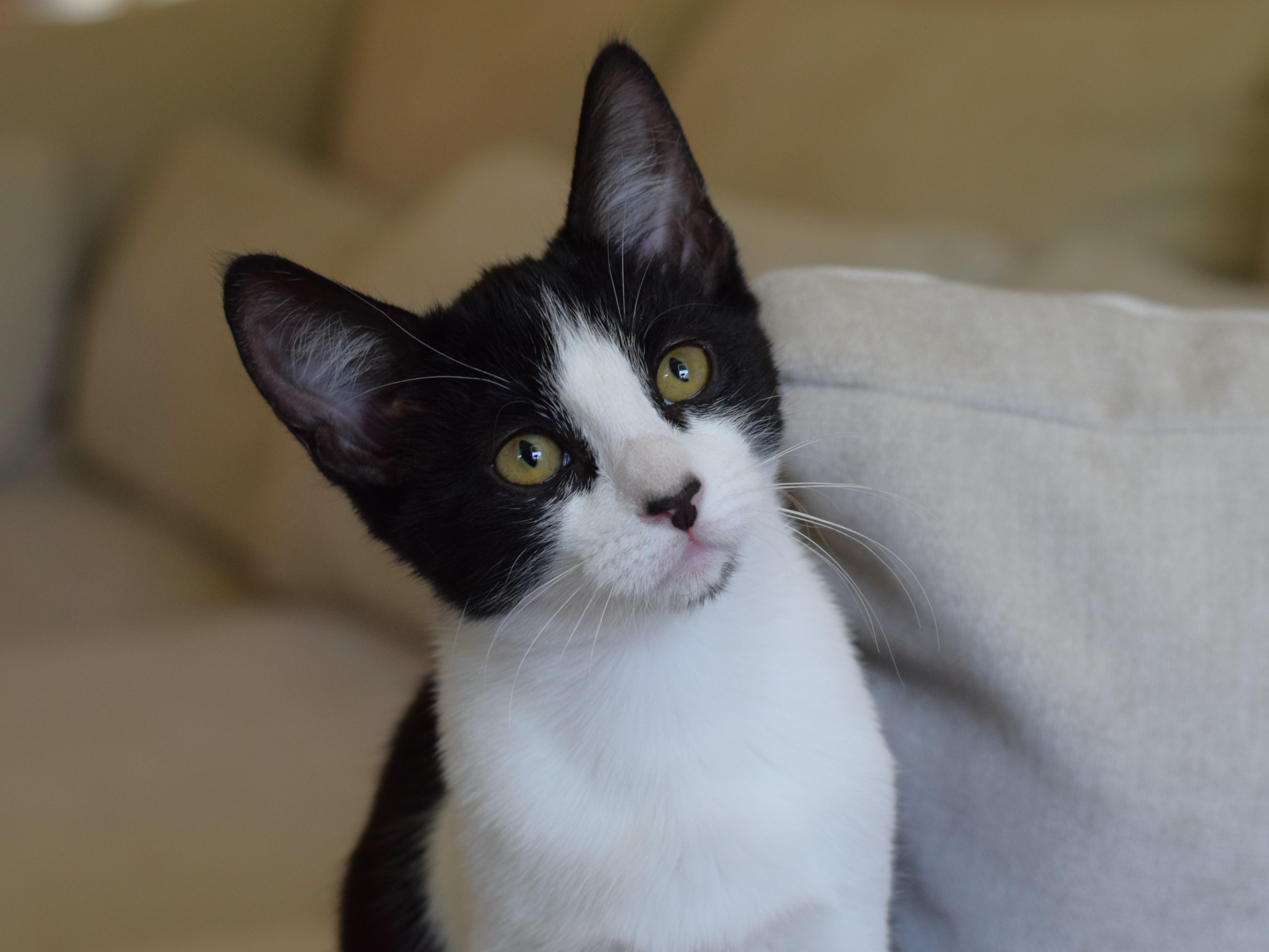 Enlarge Bessie, a Adoptable Domestic Short Hair in Mt Pleasant, SC image 1/6